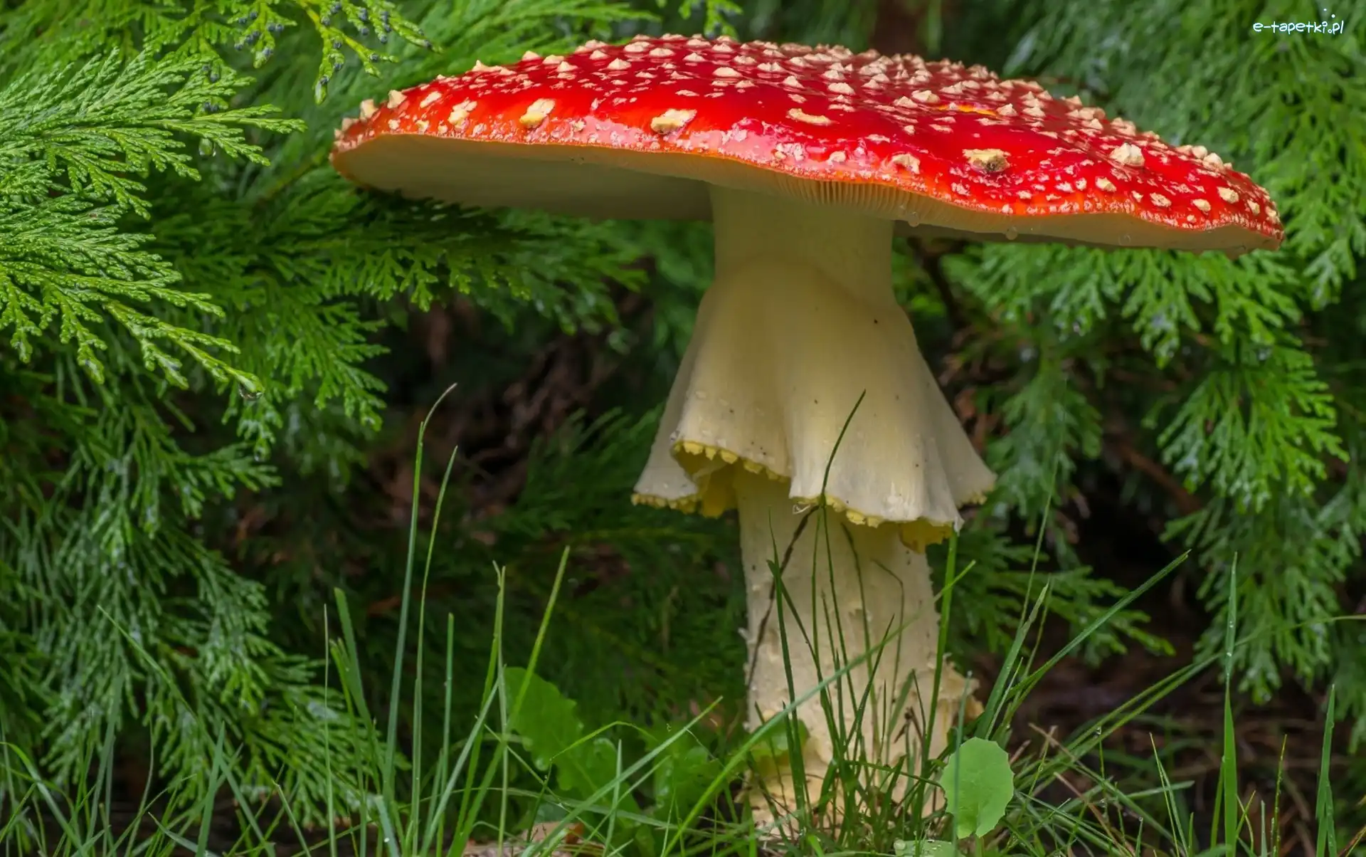 Gałązki, Muchomor
