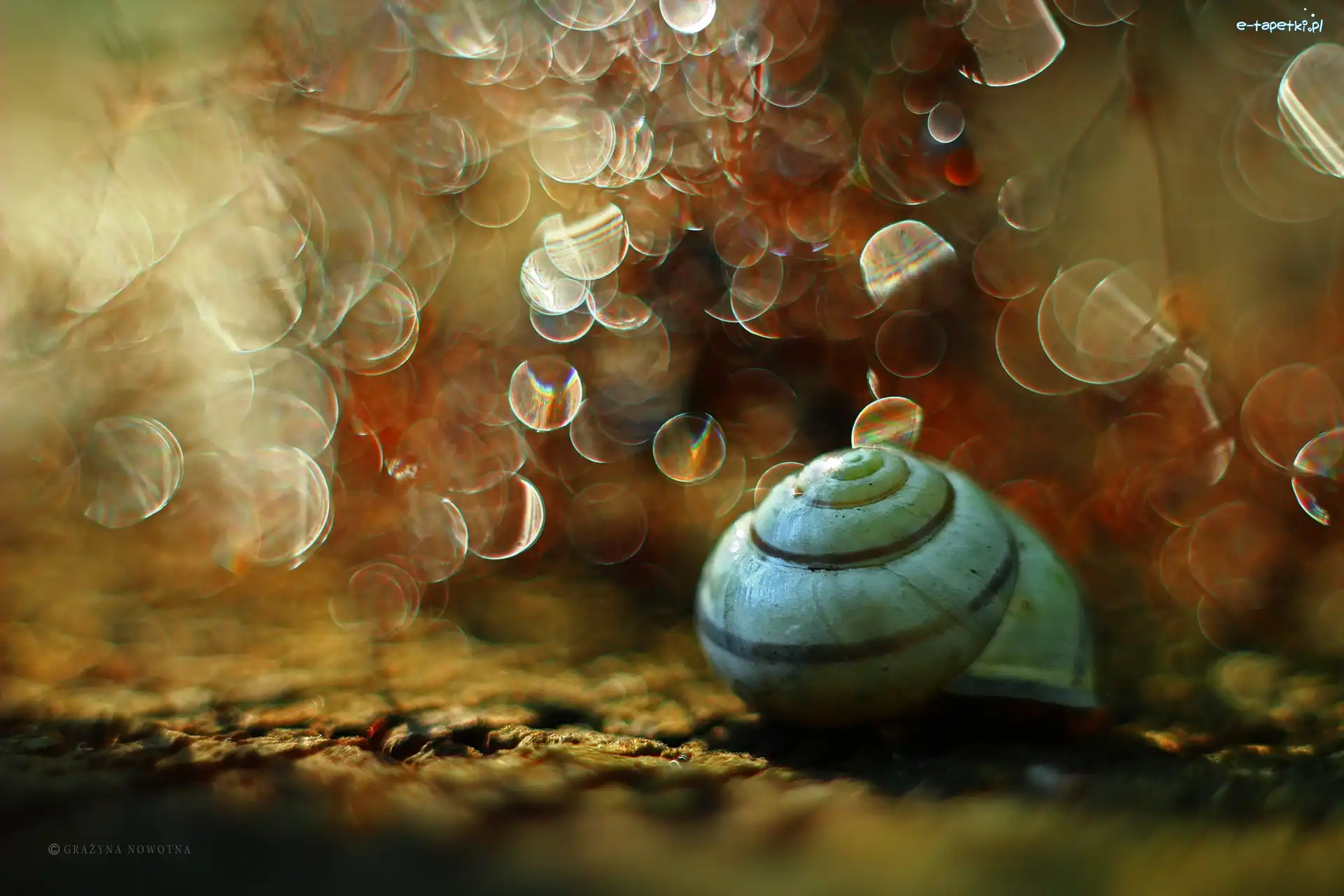 Bokeh, Muszelka, Ślimak