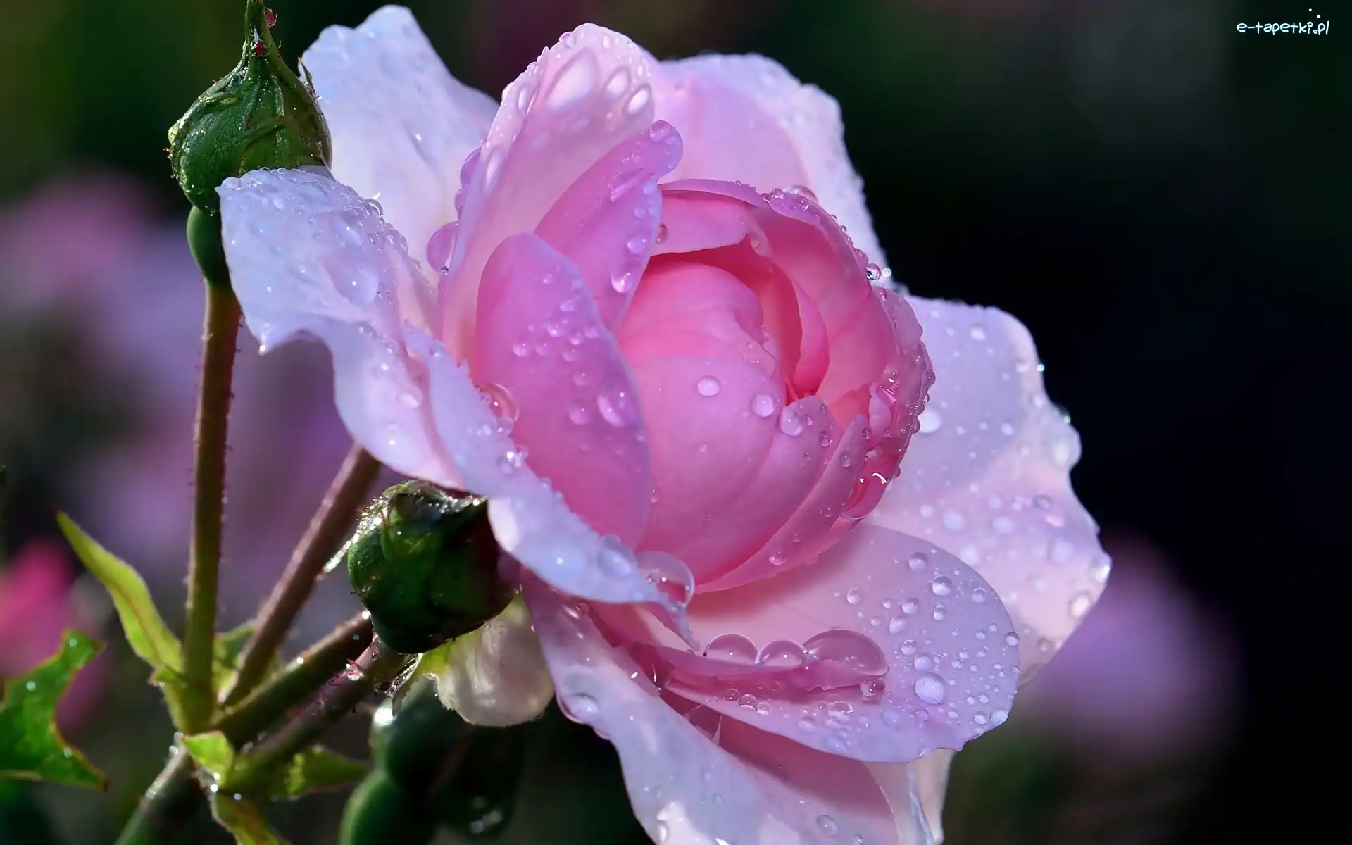 Rosa, Krople, Róża
