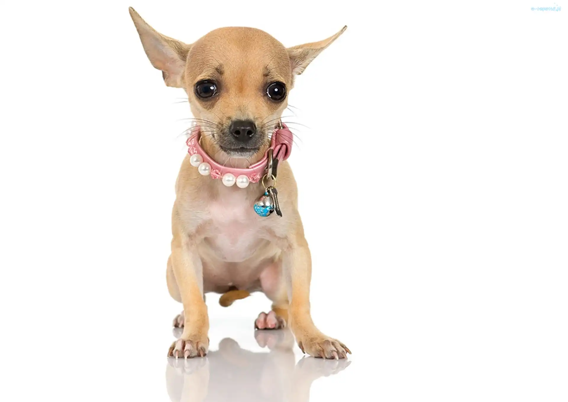 Chihuahua, Szczeniak, Pies