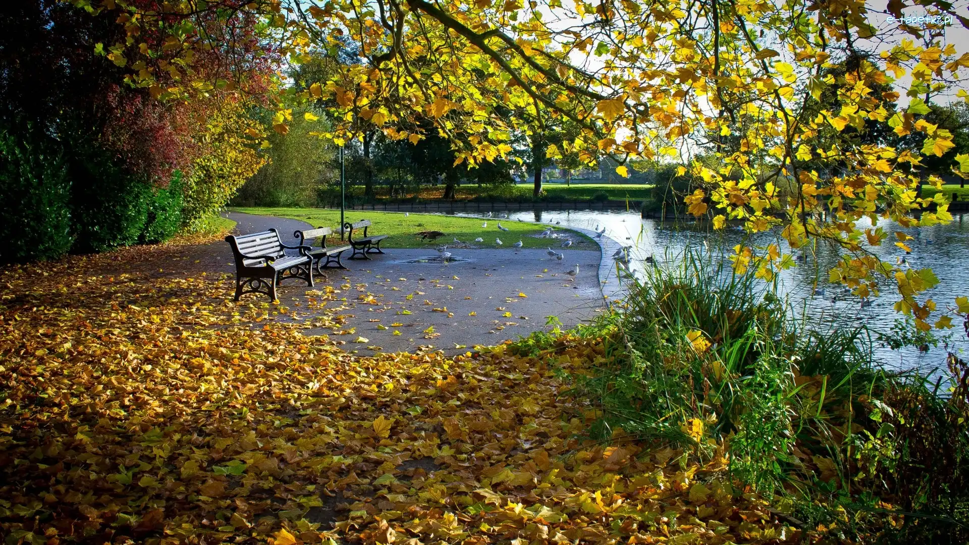 Jesień, Staw, Park, Liście, Ławka