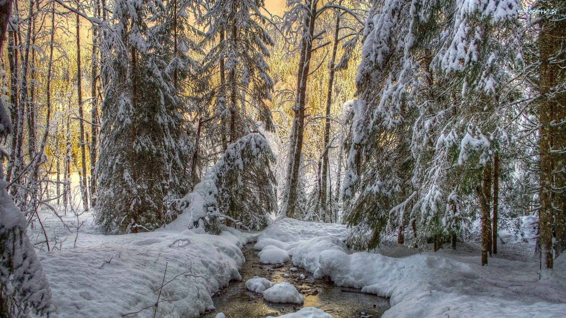 Strumyk, Las, Zima