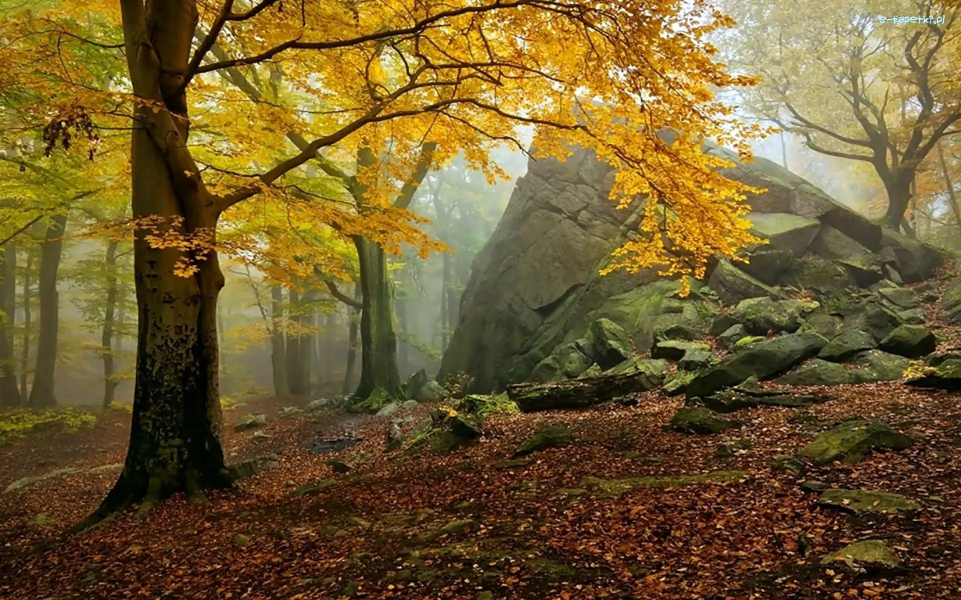 Opadłe, Mgła, Jesień, Liście, Skała, Las