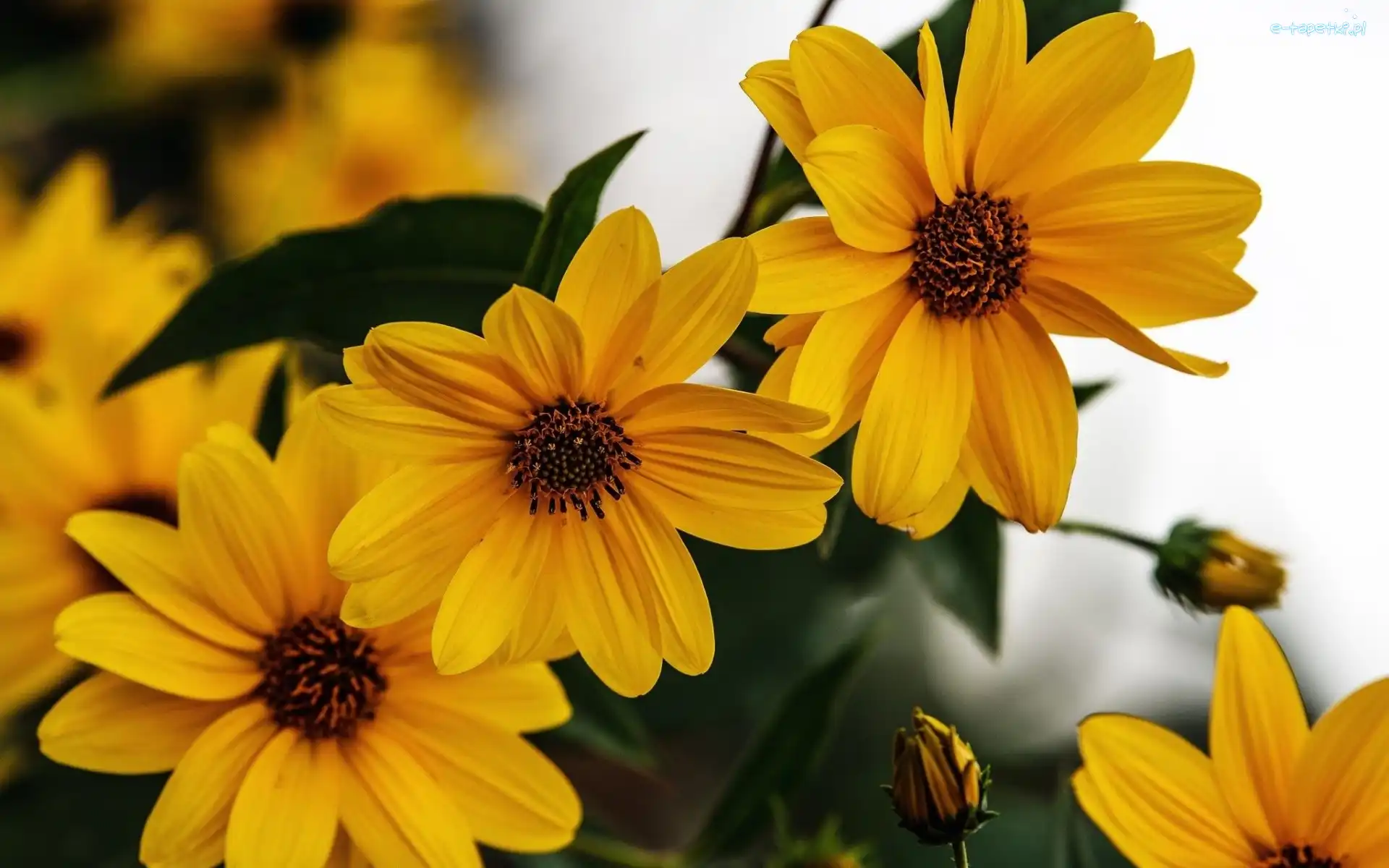 Rudbekia, Kwiaty, Żółte