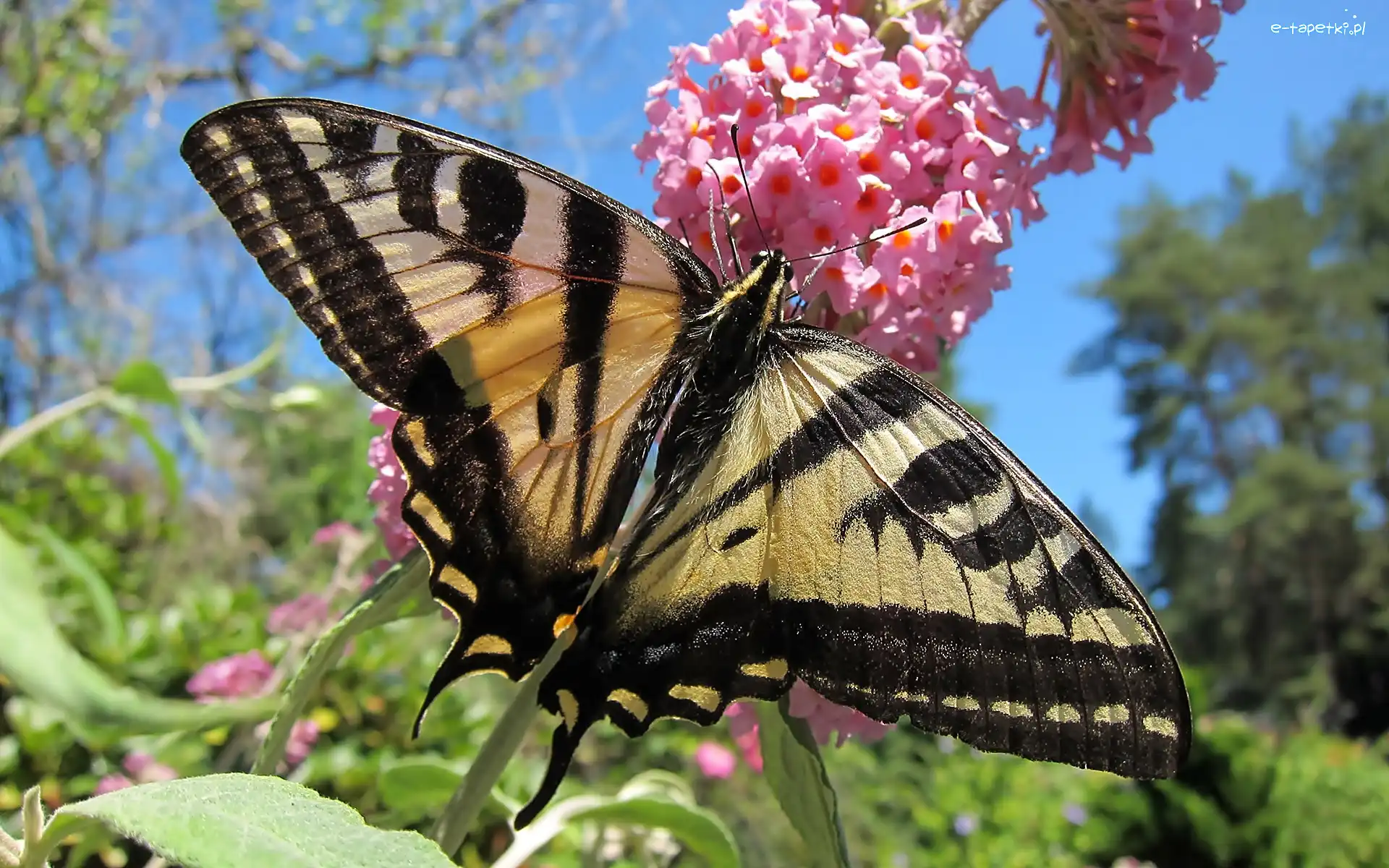 Kwiat, Motyl