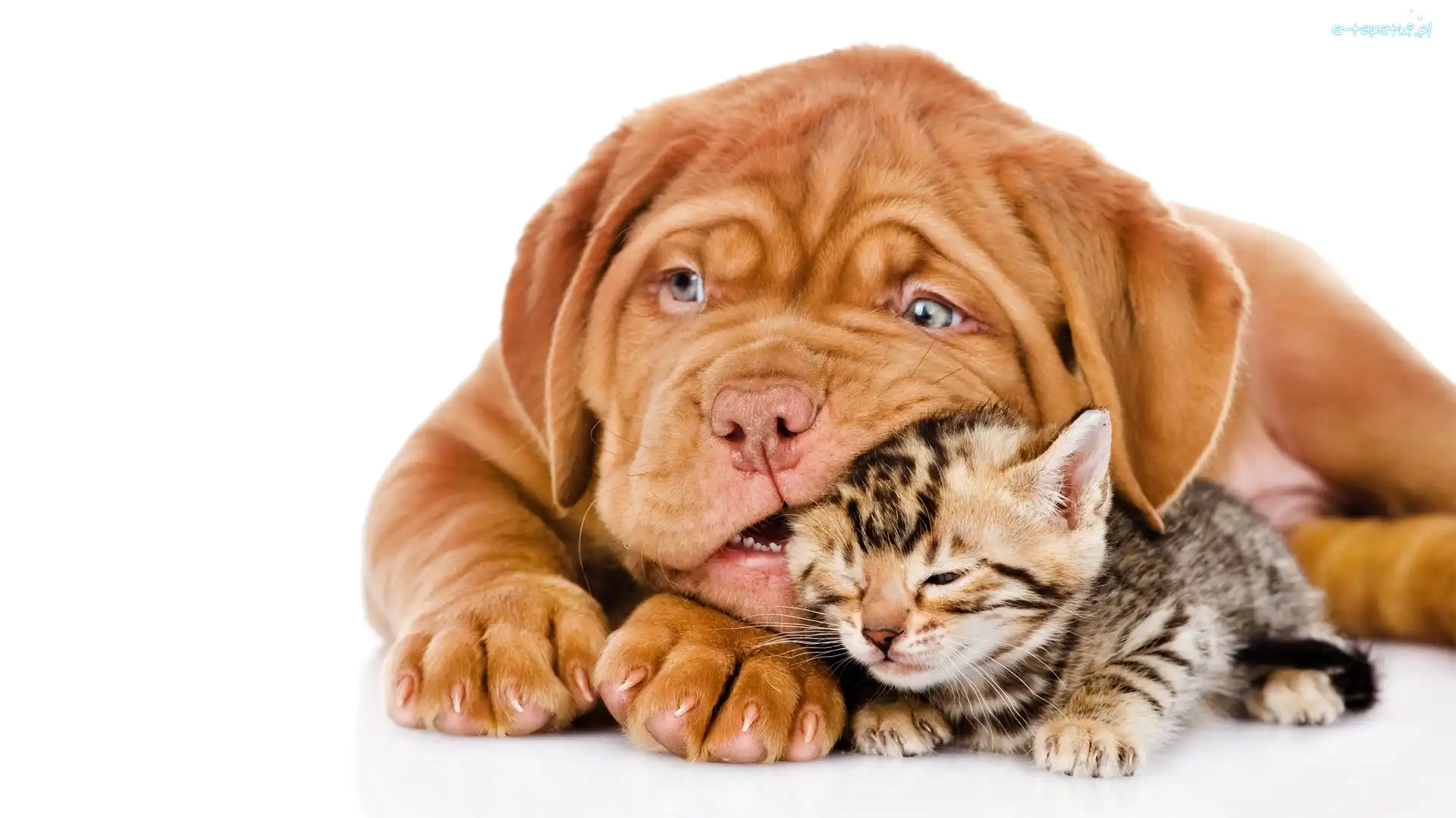 Dog de Bordeaux, Pies, Kot