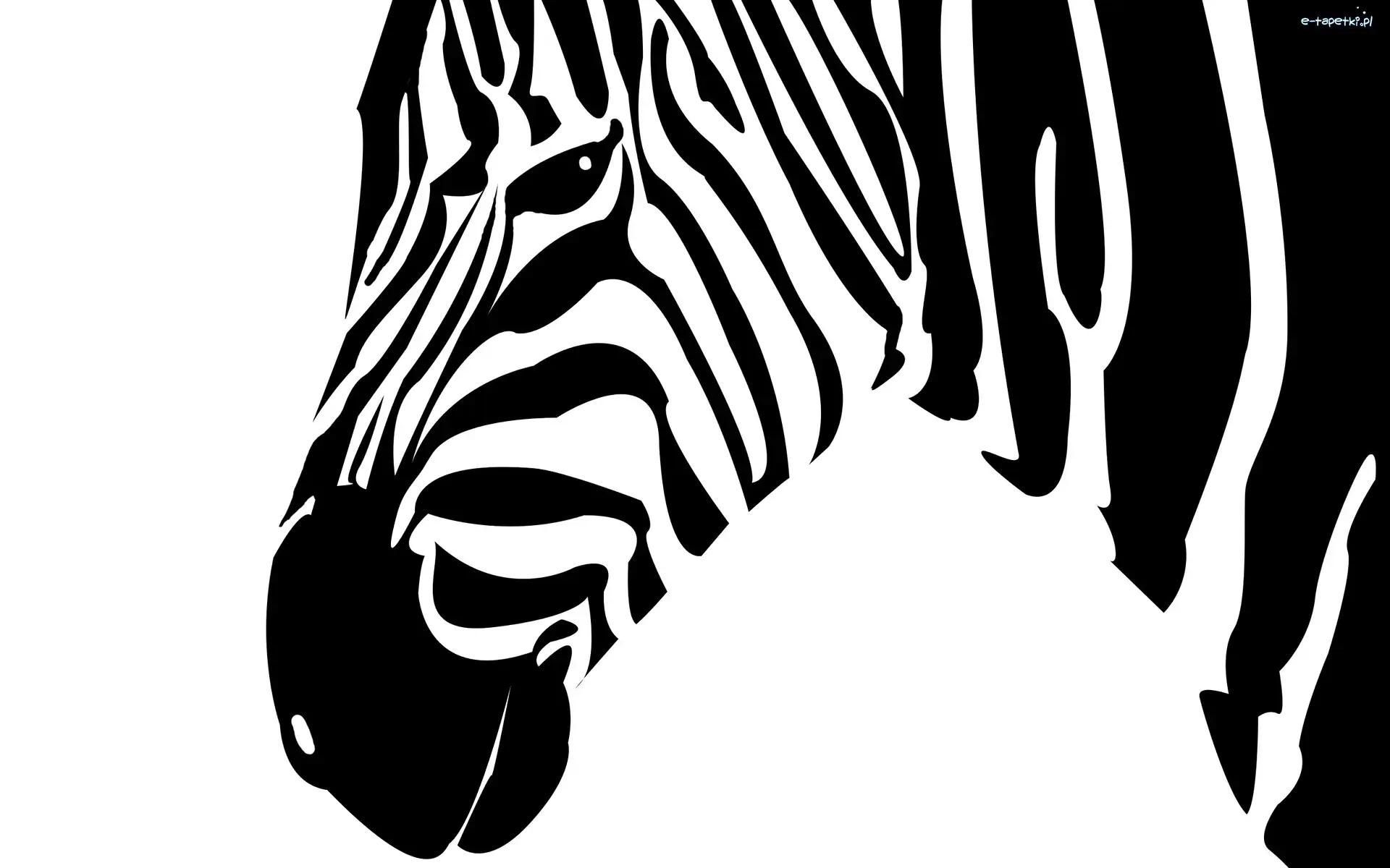 2D, Zebra