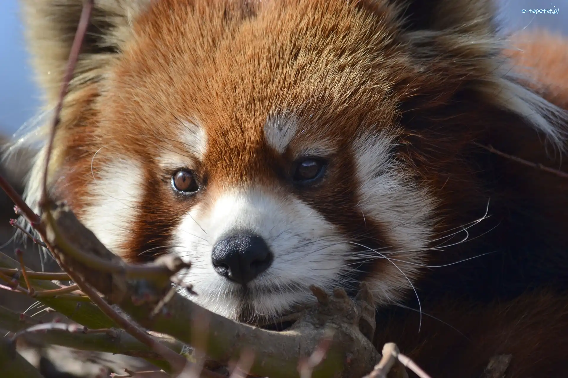 Pandka ruda, Panda, Czerwona