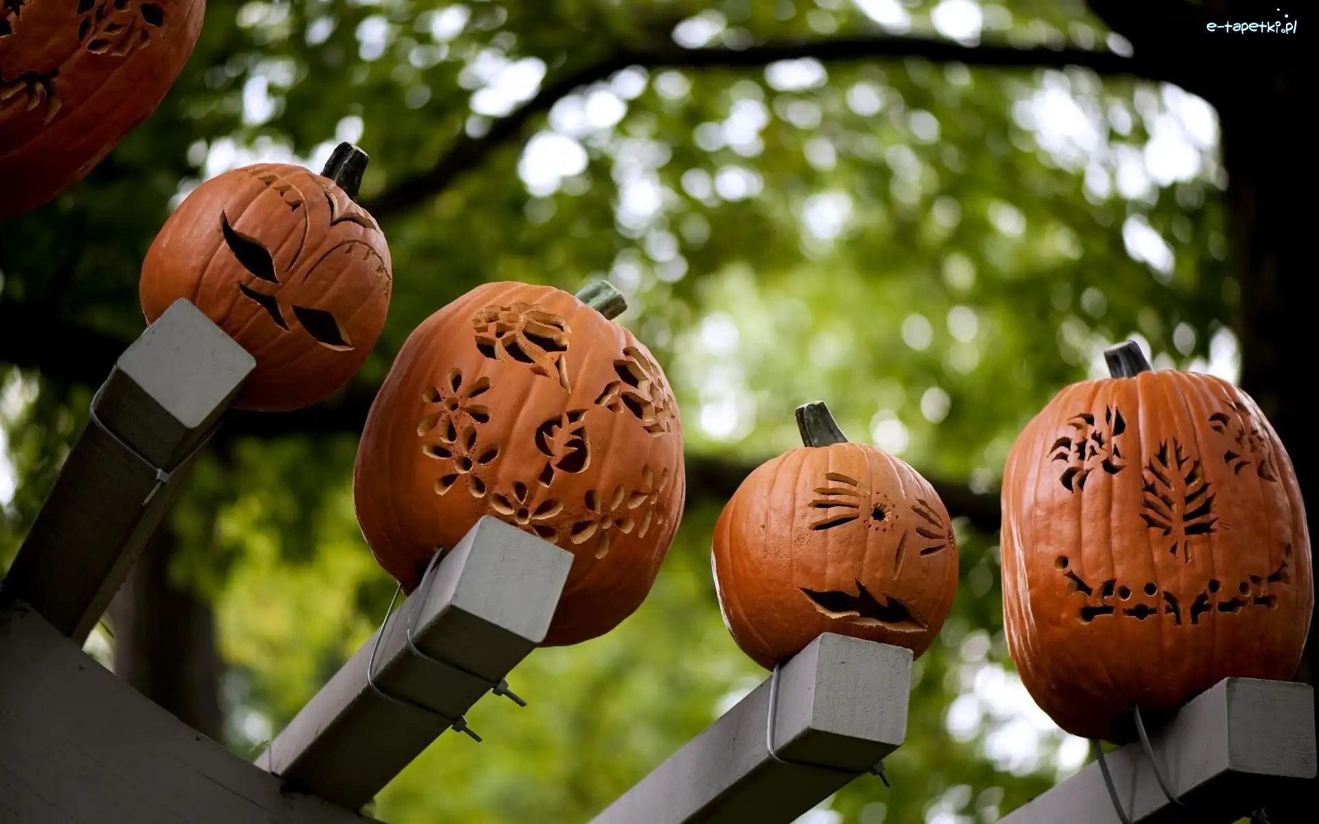 Dynie, Ławka, Halloween