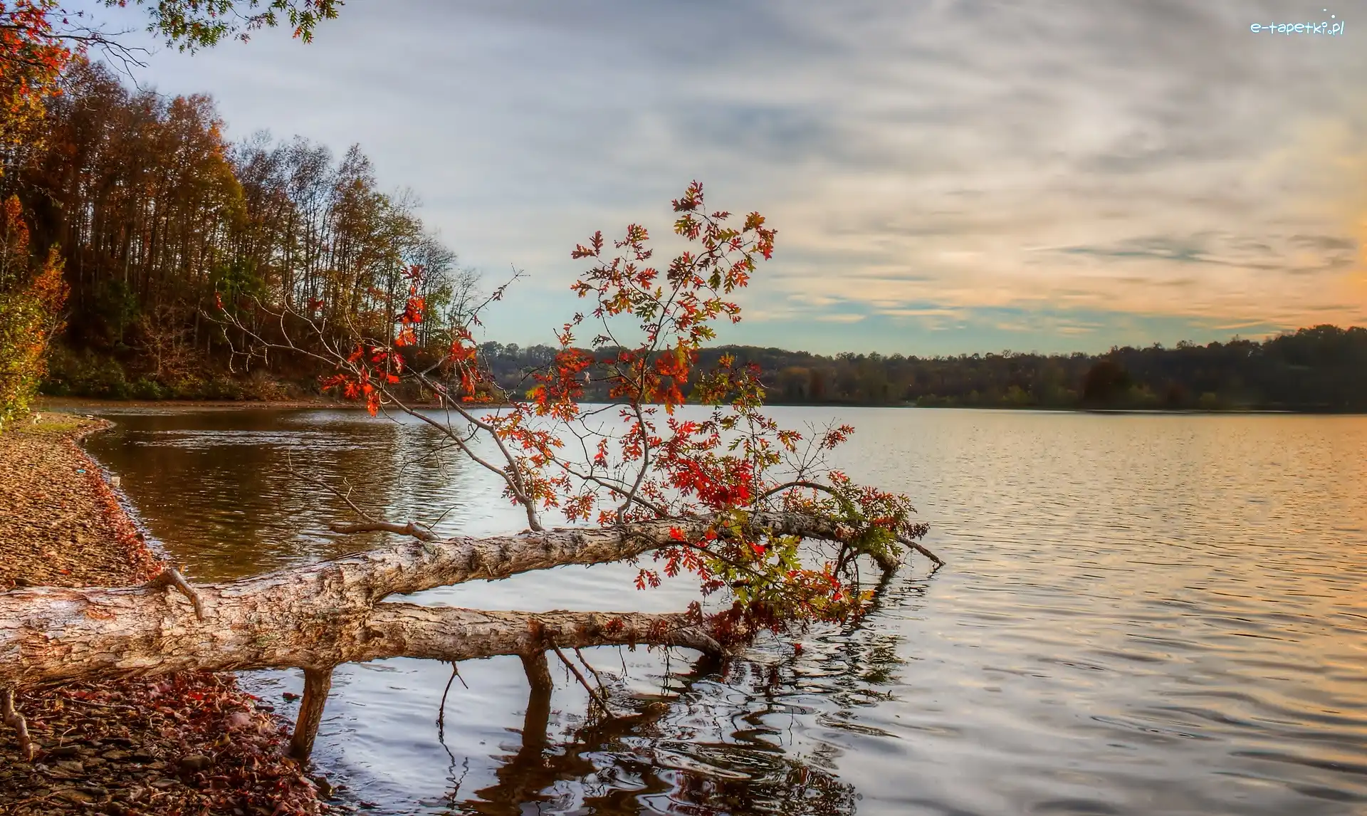 Jesień, Drzewa, Jezioro