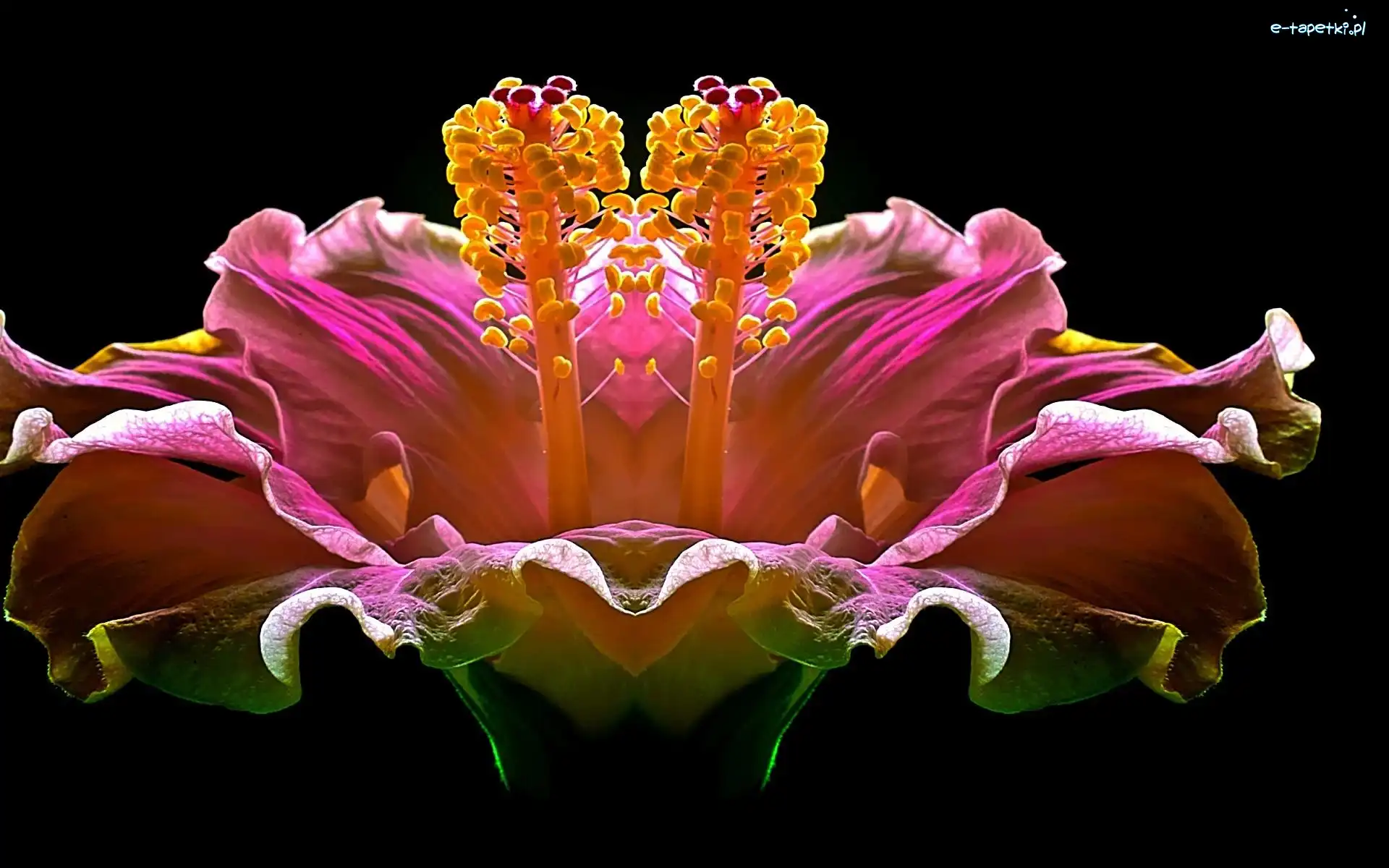 Hibiskus, Kwiat