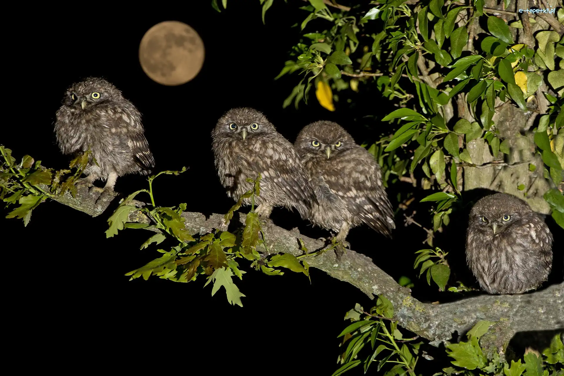 Gałąź, Sowy, Cztery