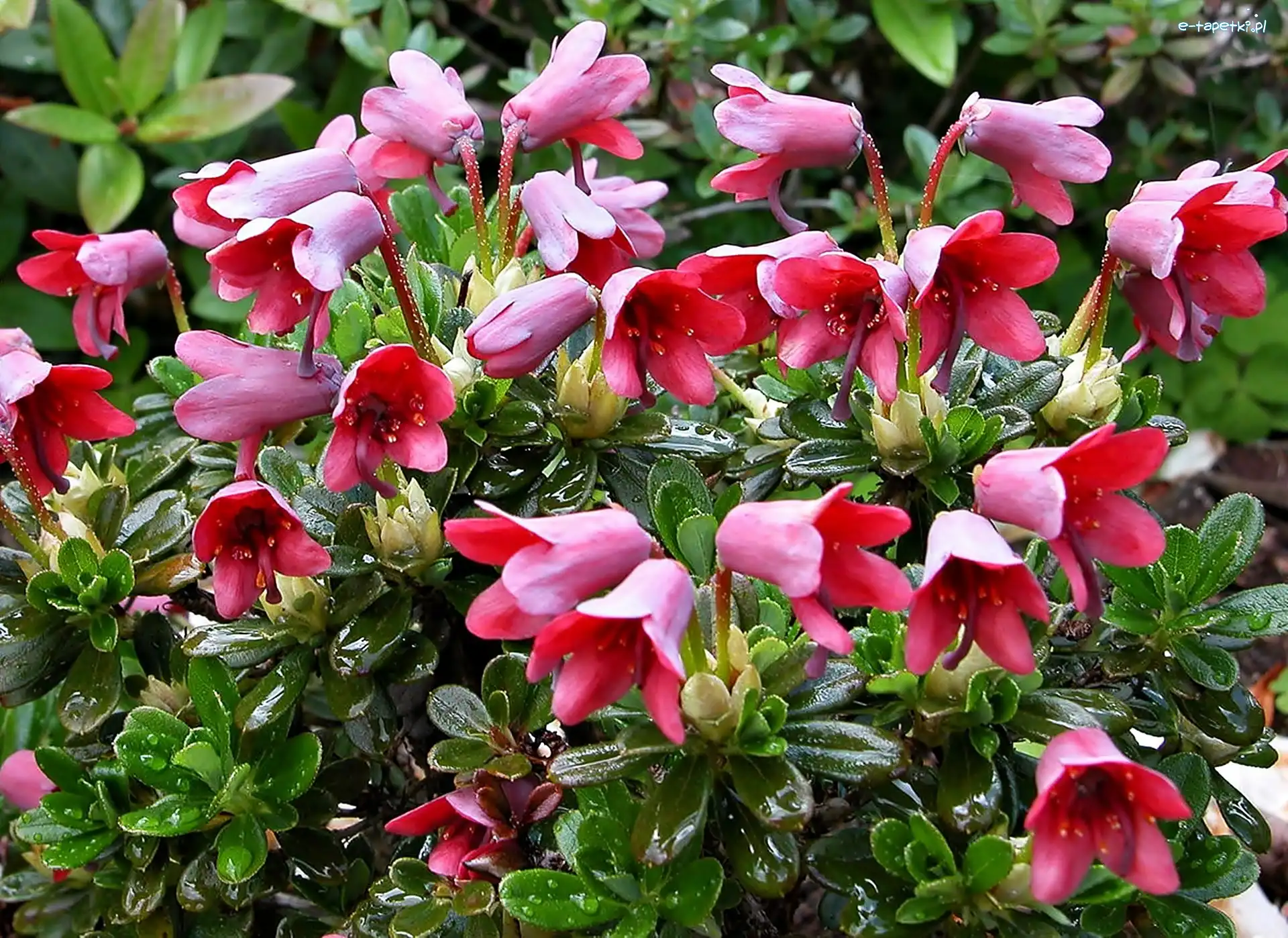 Rododendron, Różowy