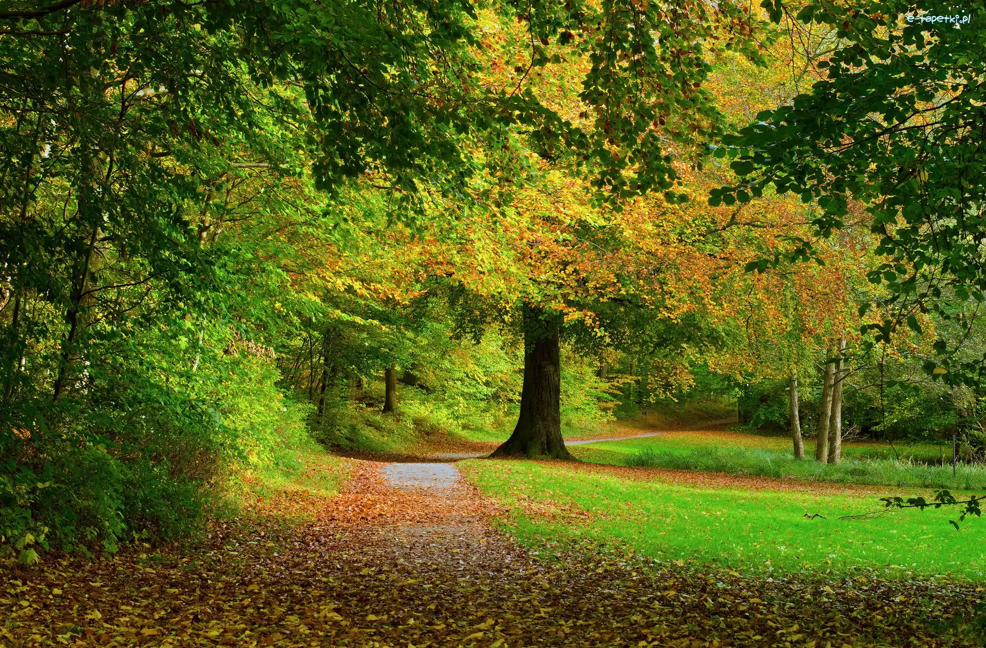 Park, Drzewa, Droga, Jesień