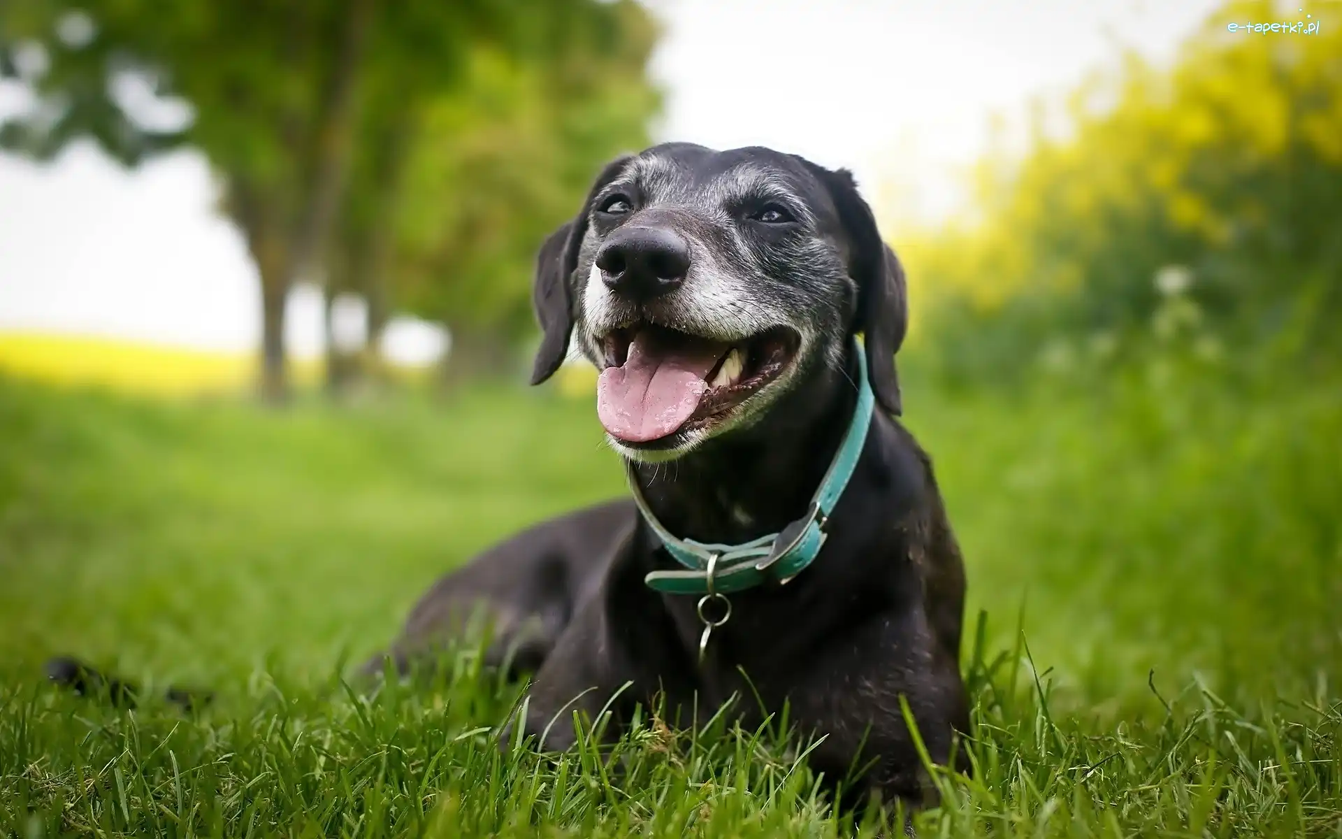 Obroża, Labrador, Retriever, Trawa, Pies, Czarny