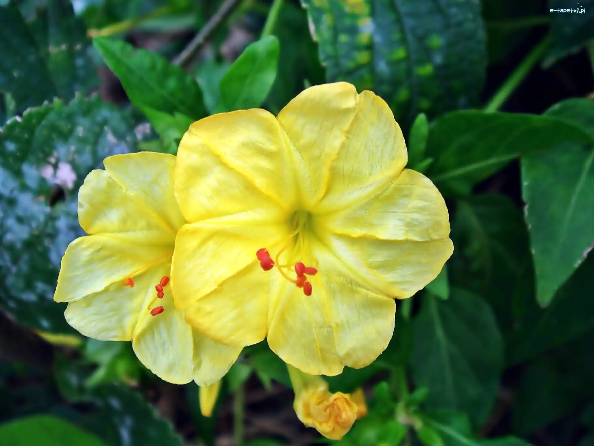Jalapa, Dziwaczek