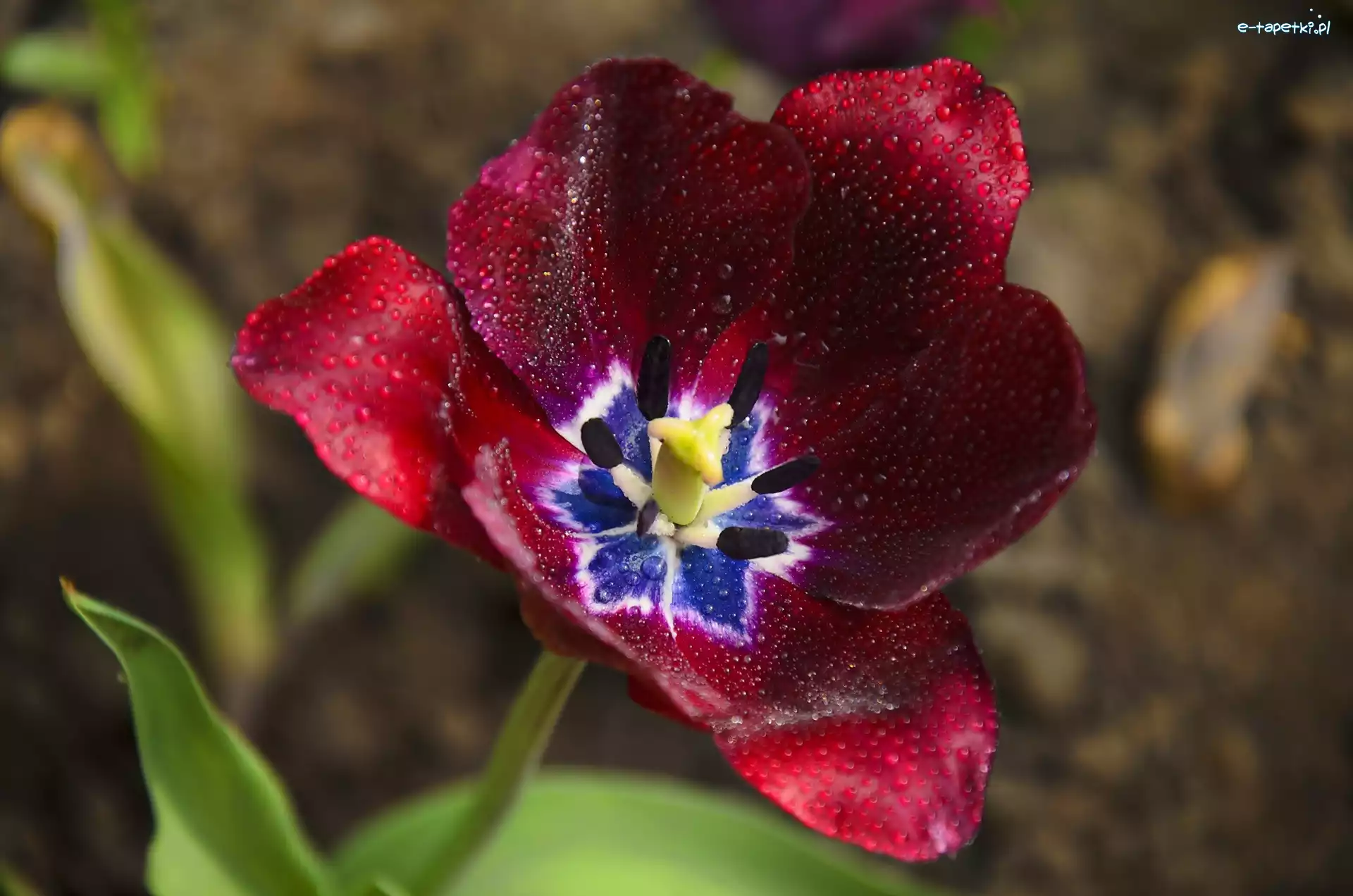 Krople, Tulipan, Czerwony