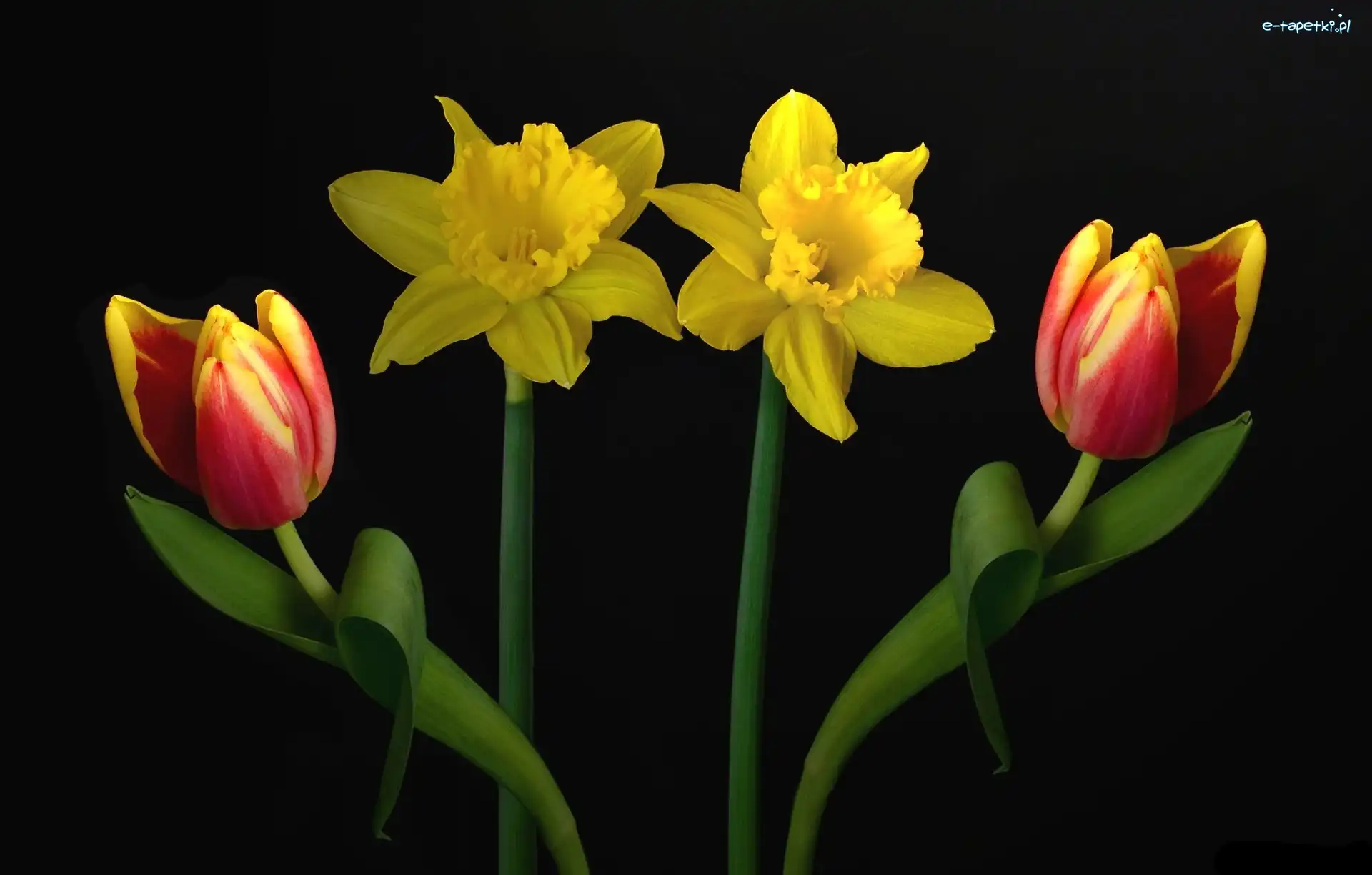 Żonkile, Tulipany