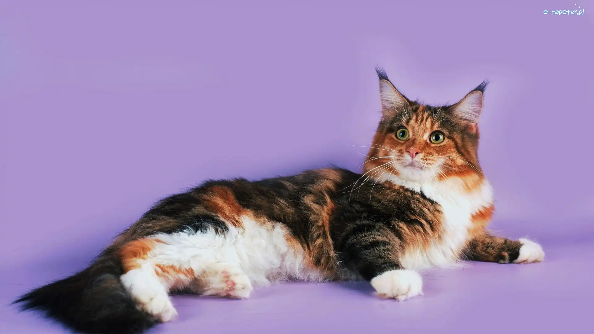 Kot Maine coon