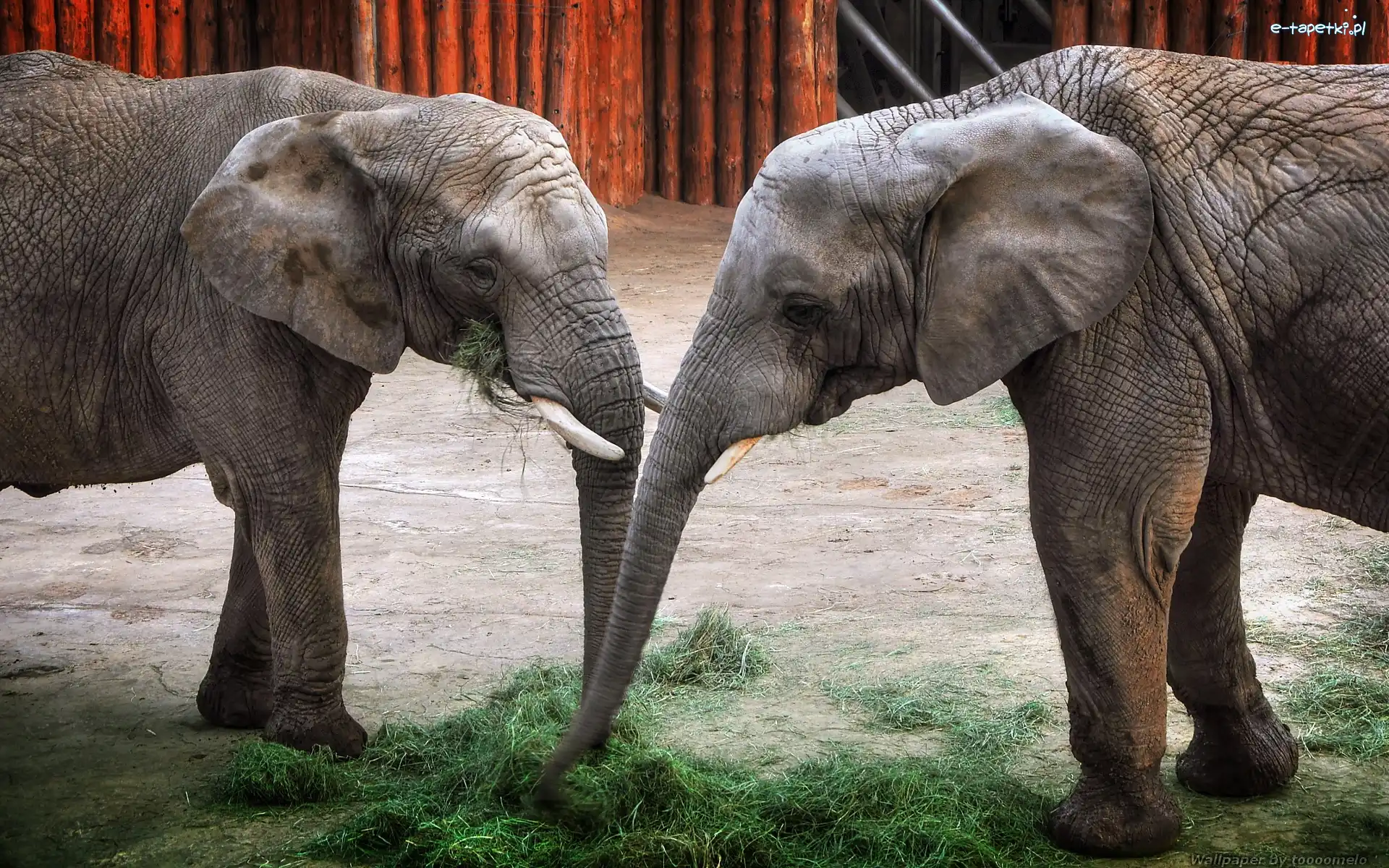 Poznańskie ZOO, Dwa, Słonie