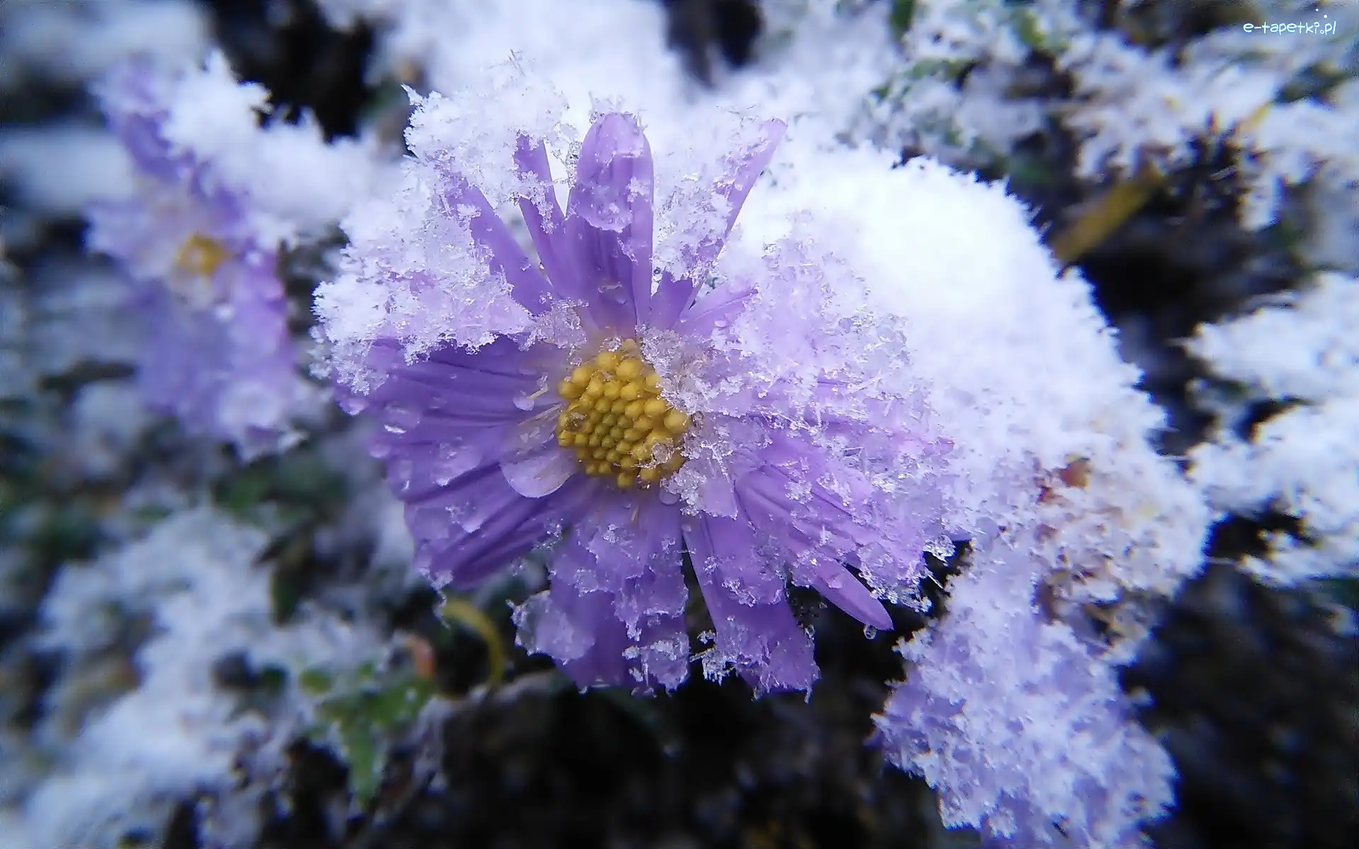 Aster, Lód, Śnieg