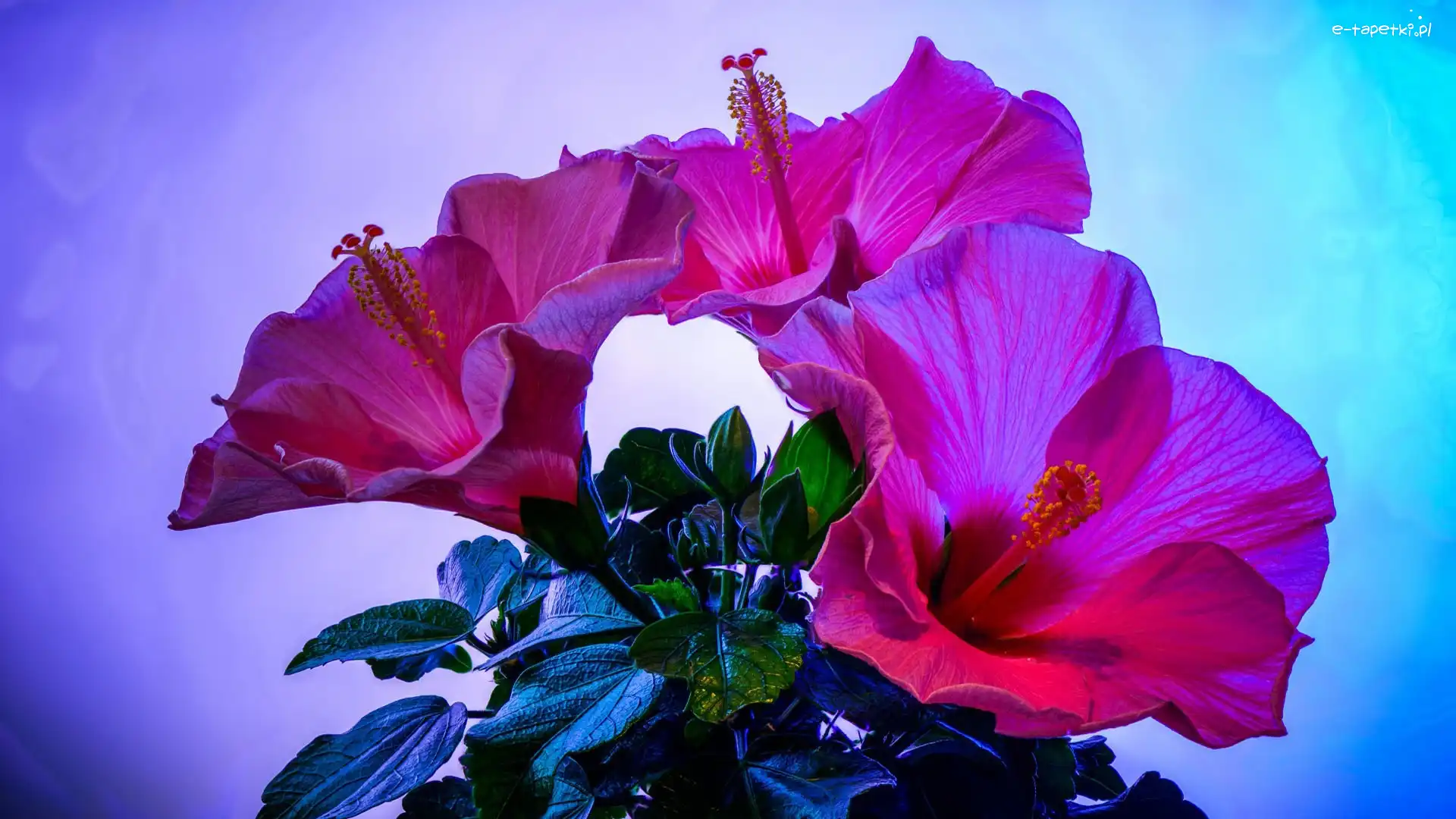 Hibiskus, Kwiat