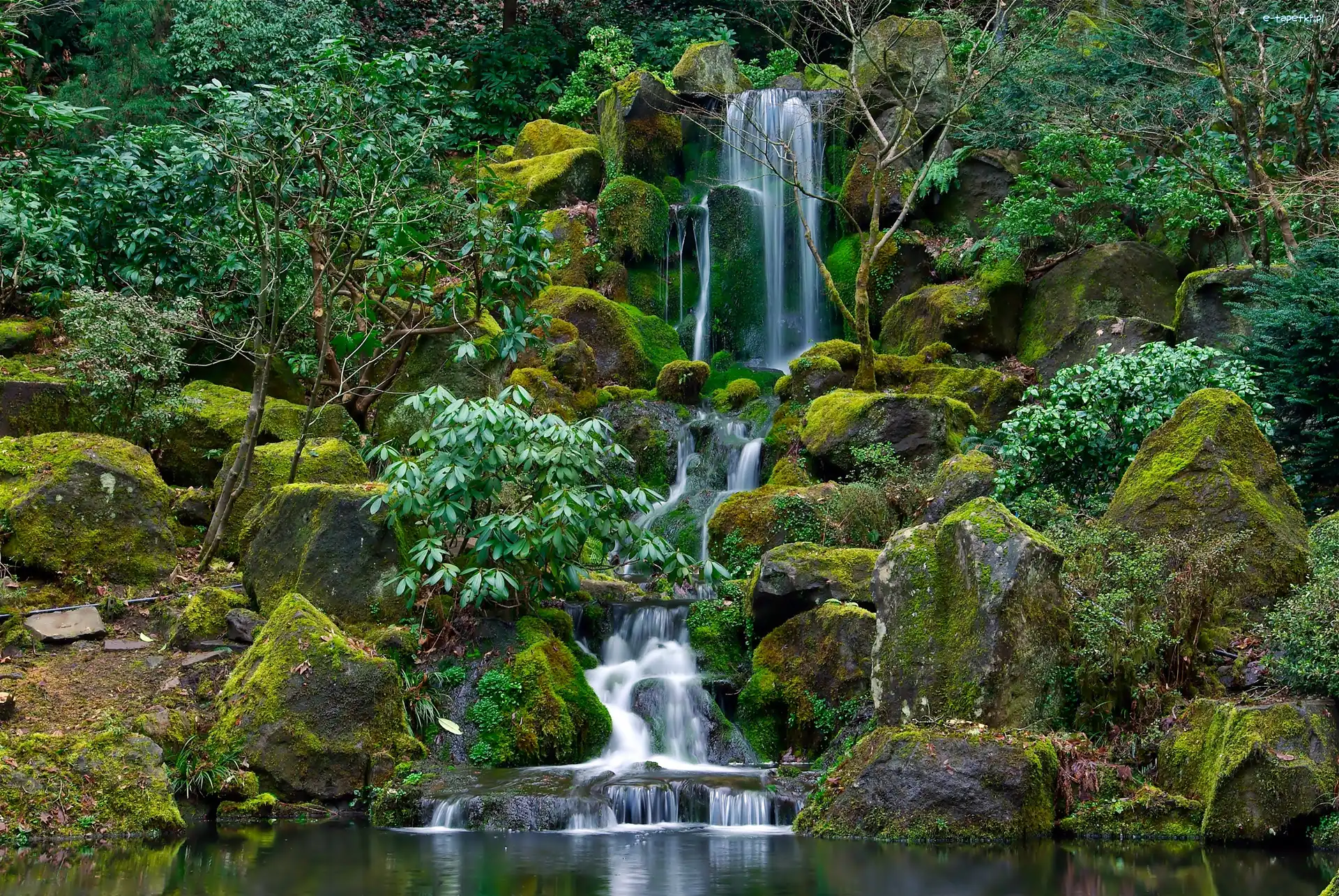 Ogród, Portland, Japoński, Wodospad, Oregon