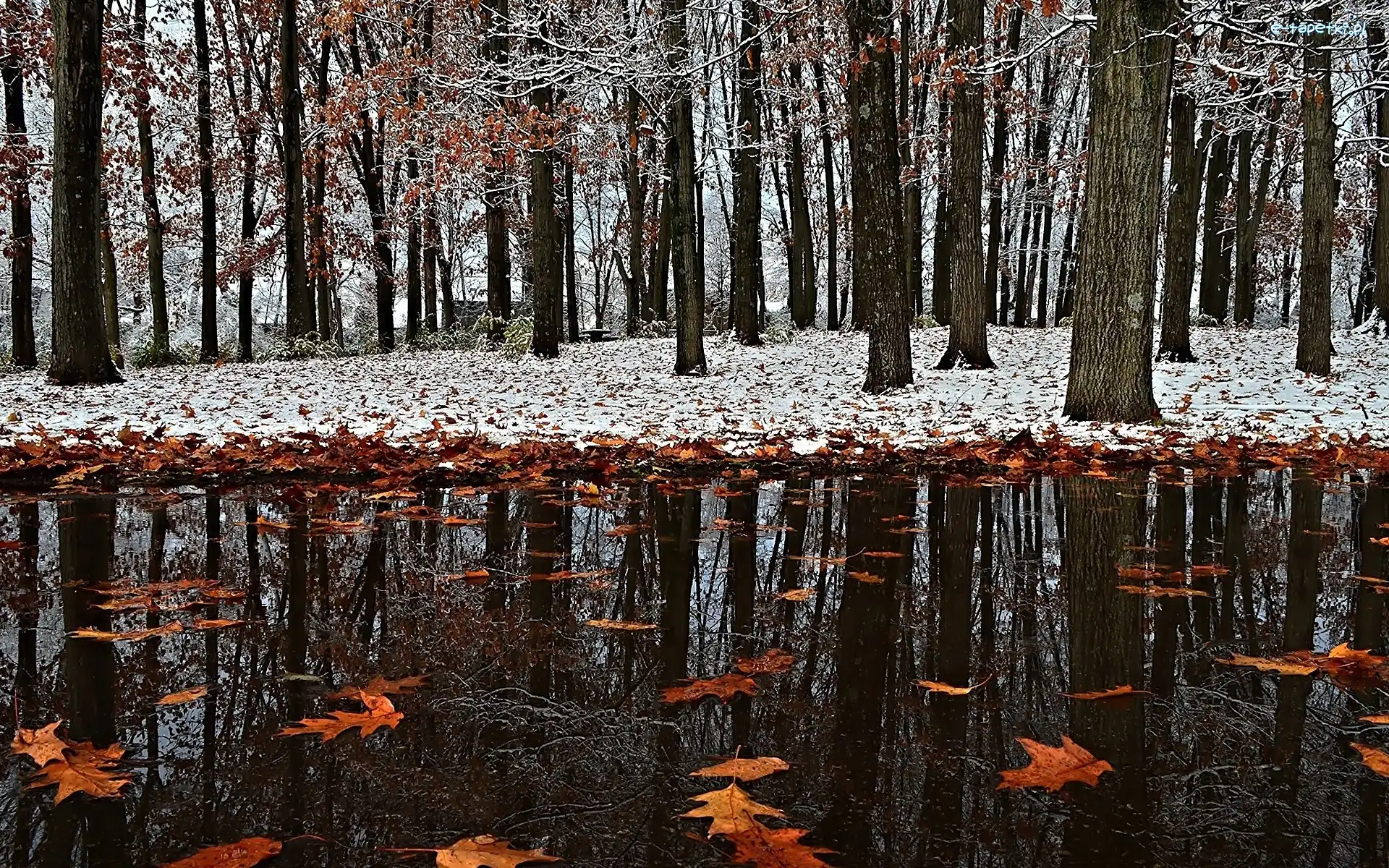 Liście, Park, Kałuża, Śnieg, Pierwszy
