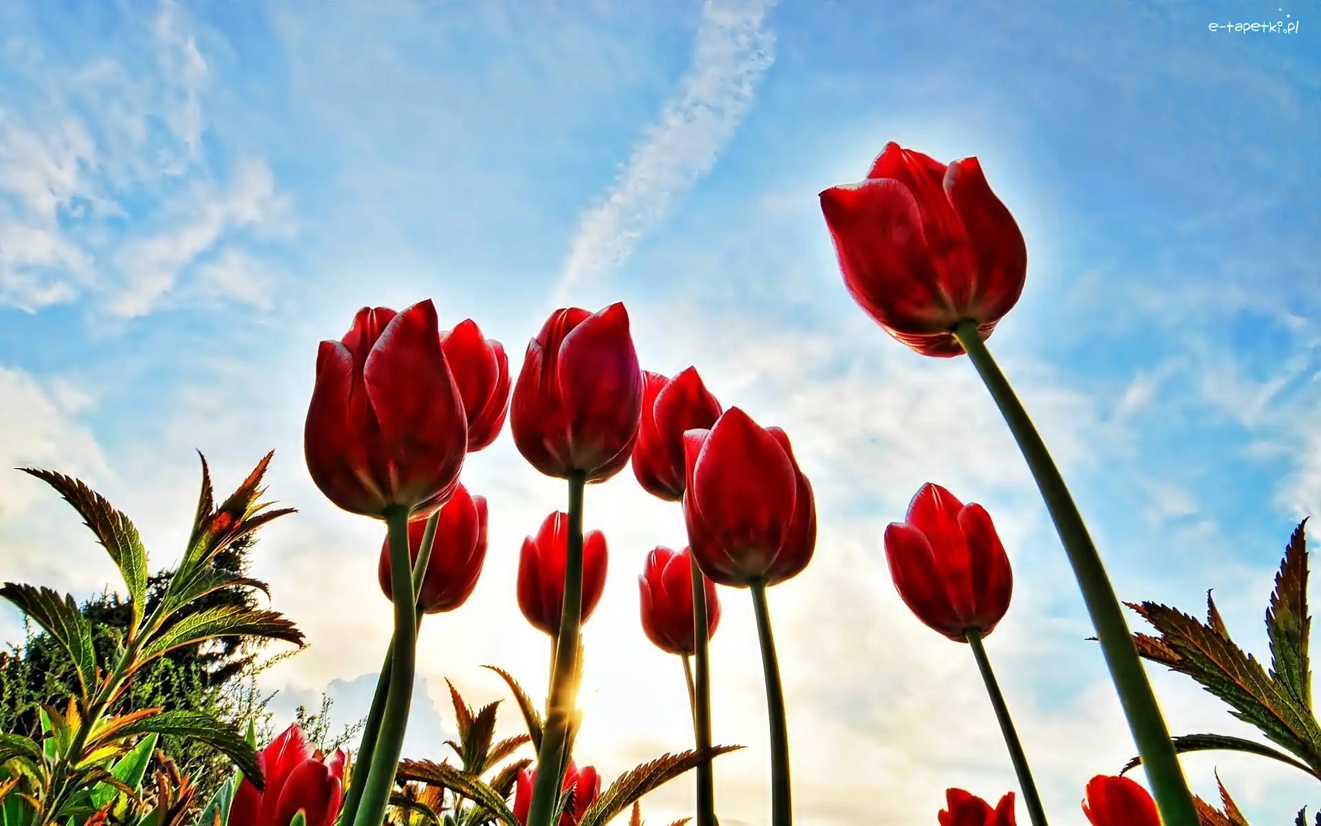 Tulipany, Nieba, Na Tle, Czerwone