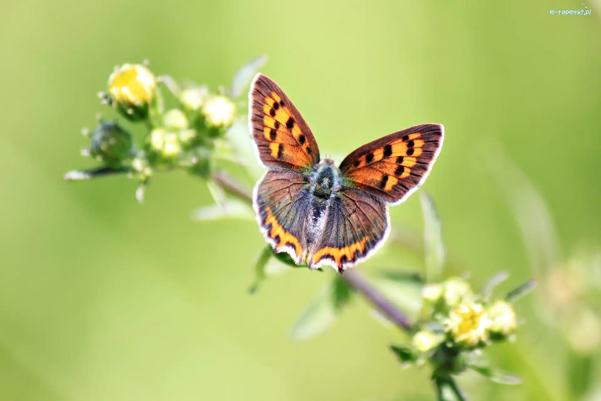 Kwiat, Motyl