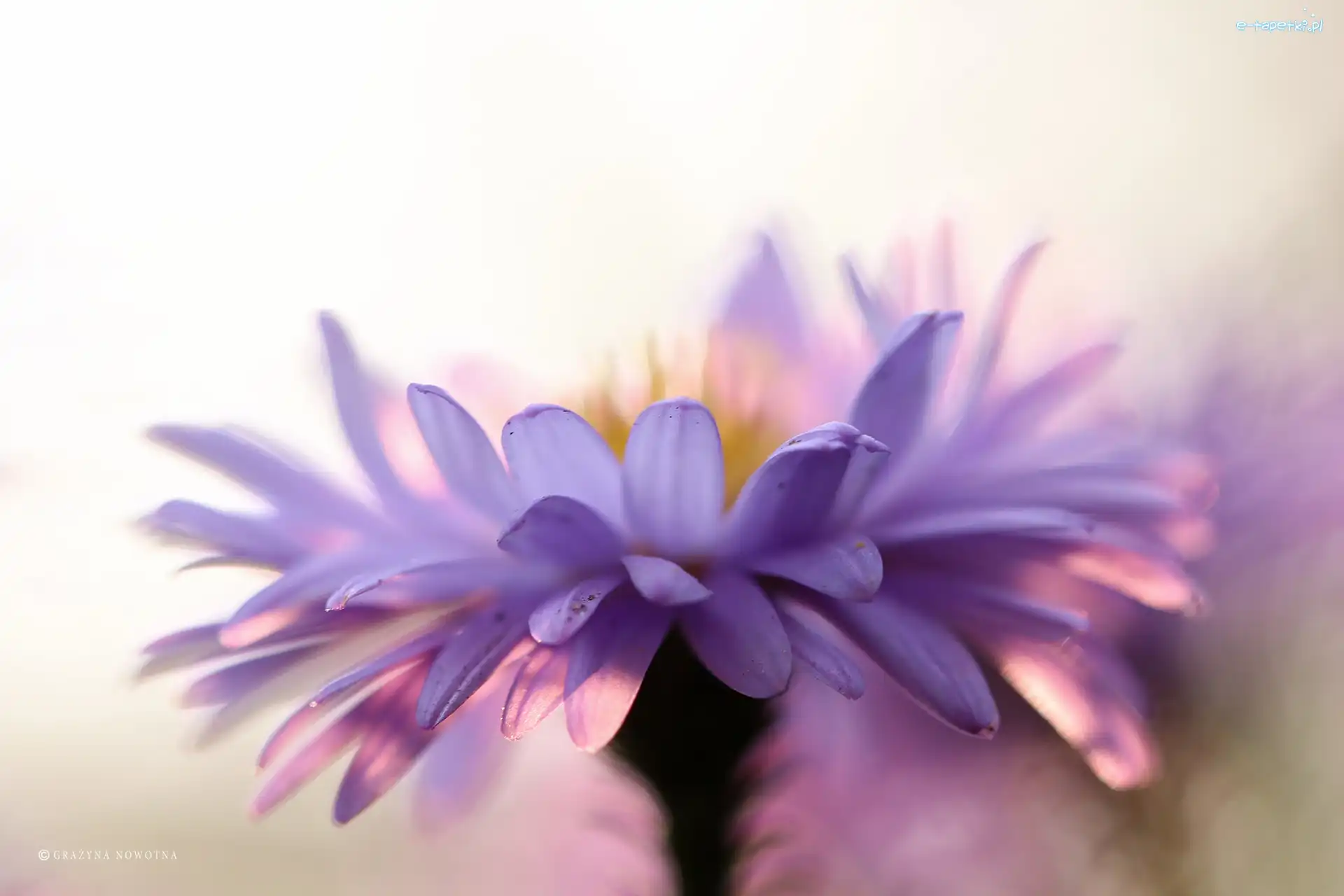 Kwiat, Liliowy, Aster