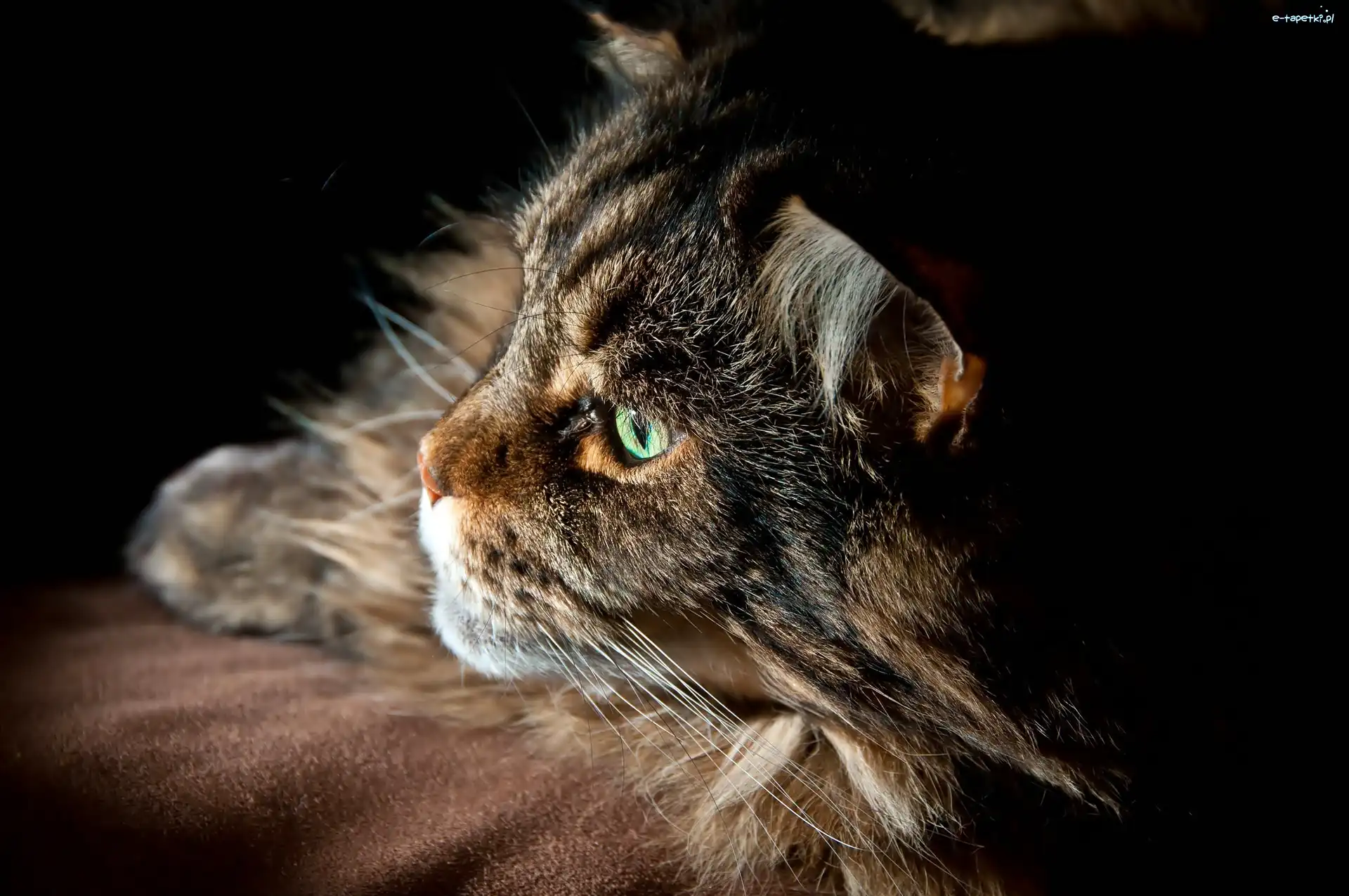 Maine coon, Oczy, Zielone, Kot