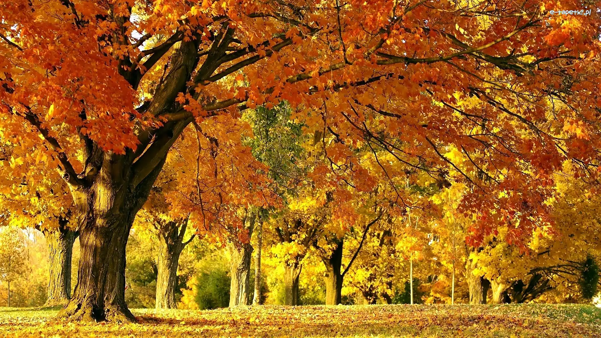 Przebijające, Opadłe, Liście, Światło, Park, Jesień