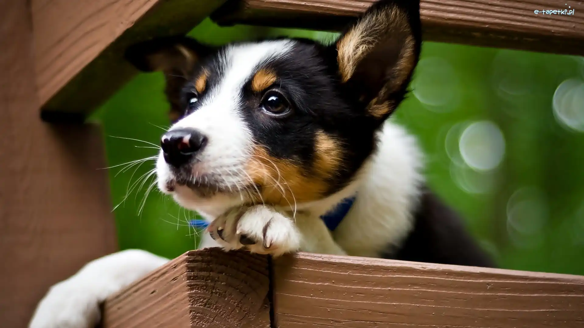 Jack Russell terrier, Szczeniak, Pies