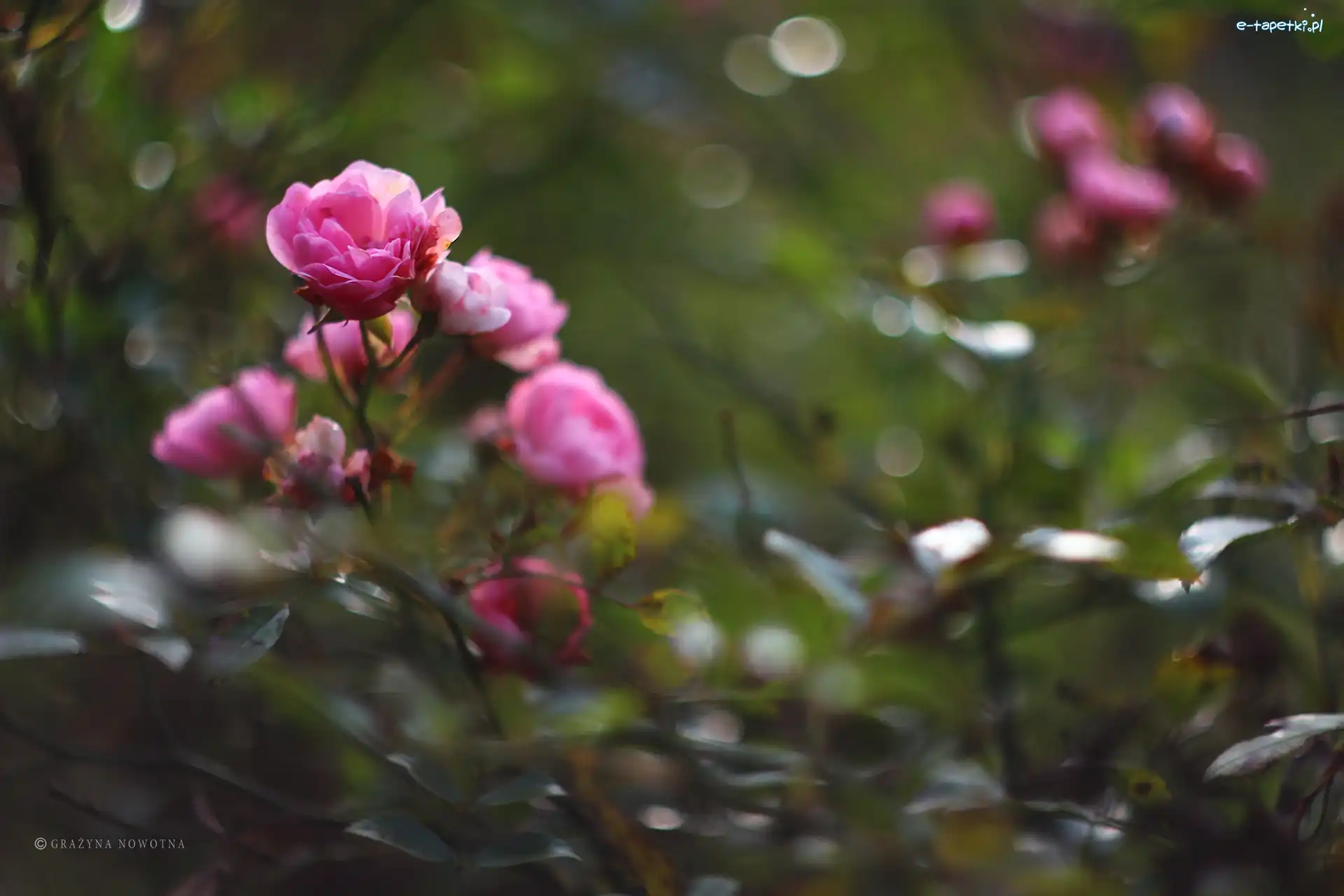 Bokeh, Róża, Różowa