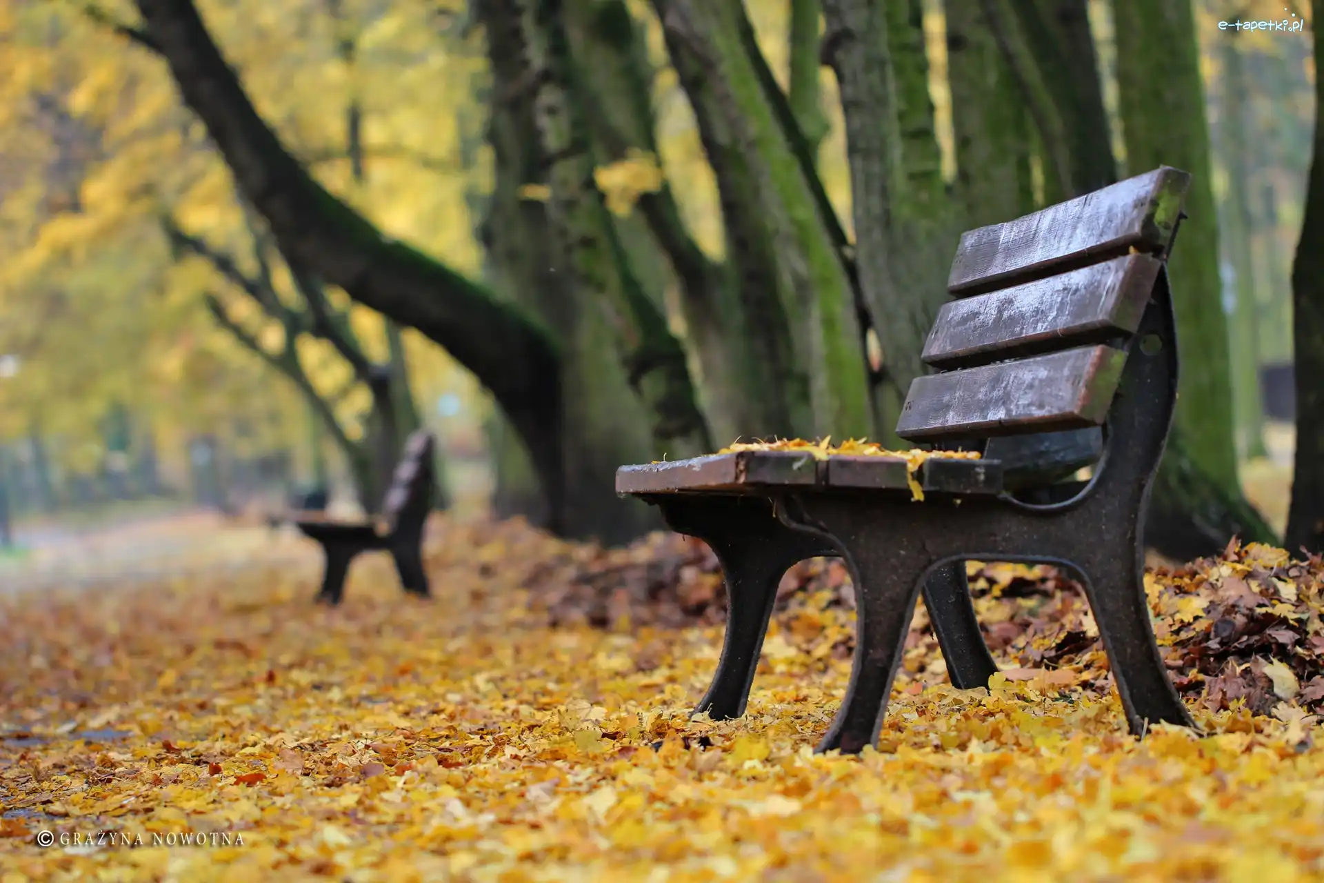 Park, Jesień, Ławki
