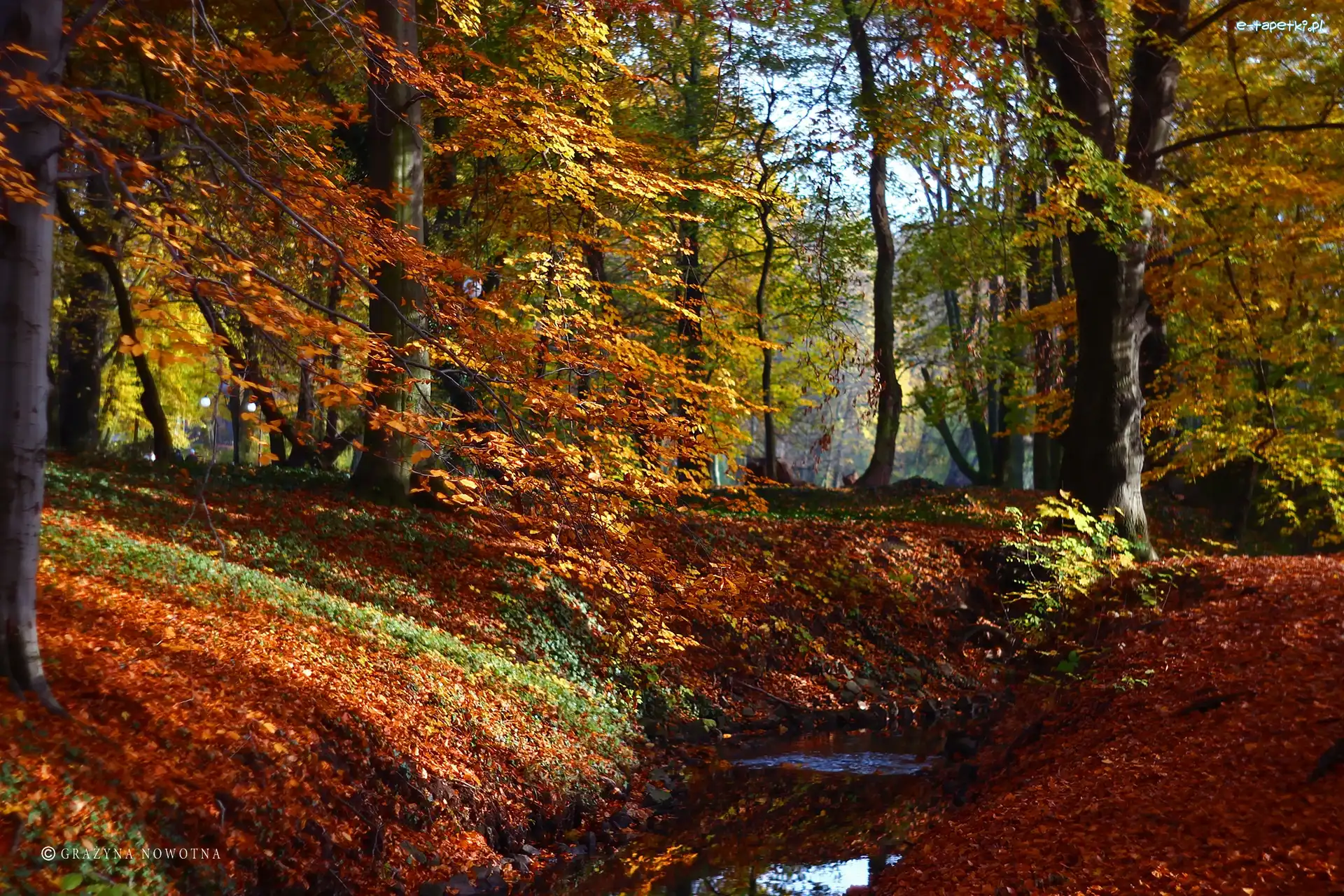 Park, Kolorowe, Jesień, Drzewa, Liście