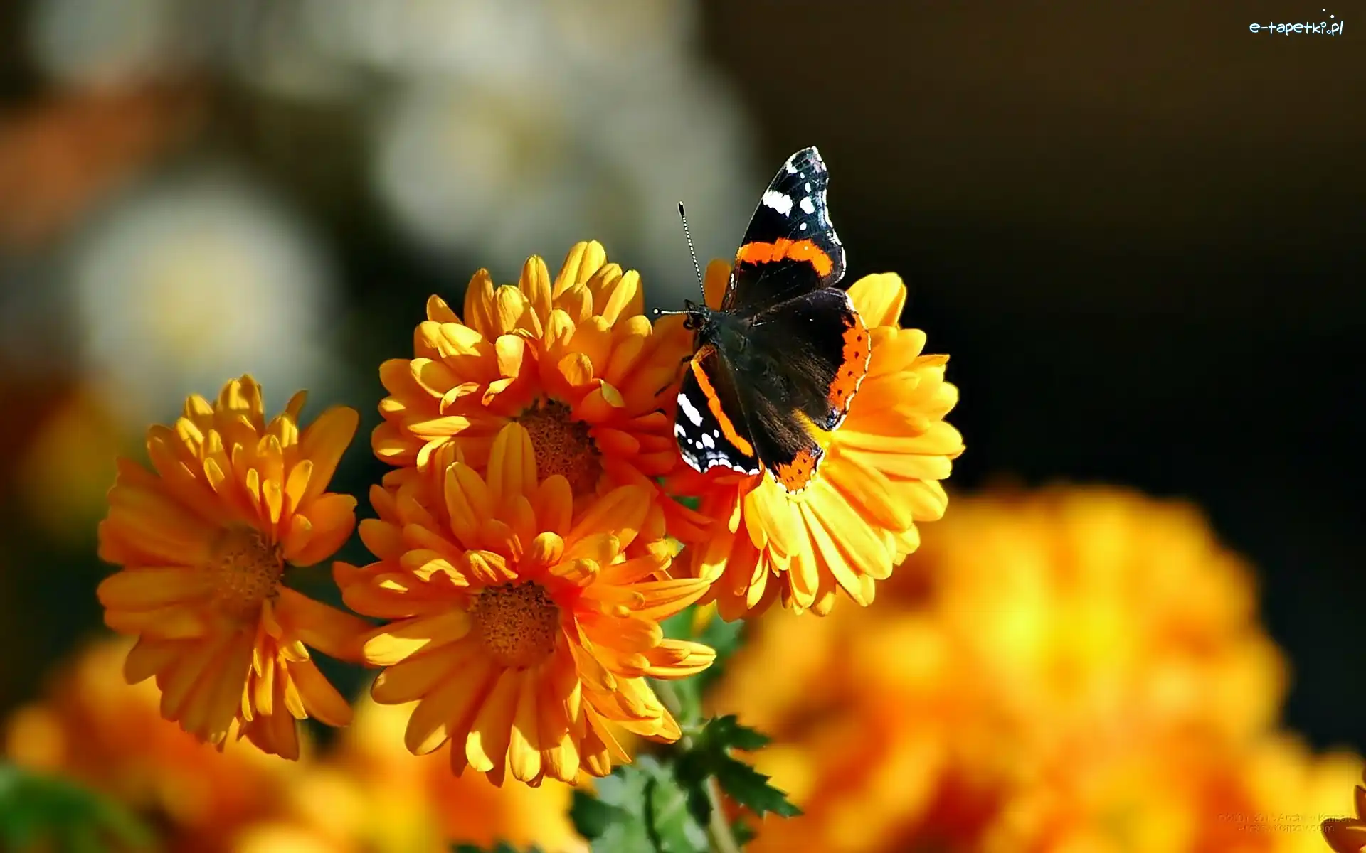 Rusałka admirał, Motyl, Kwiaty