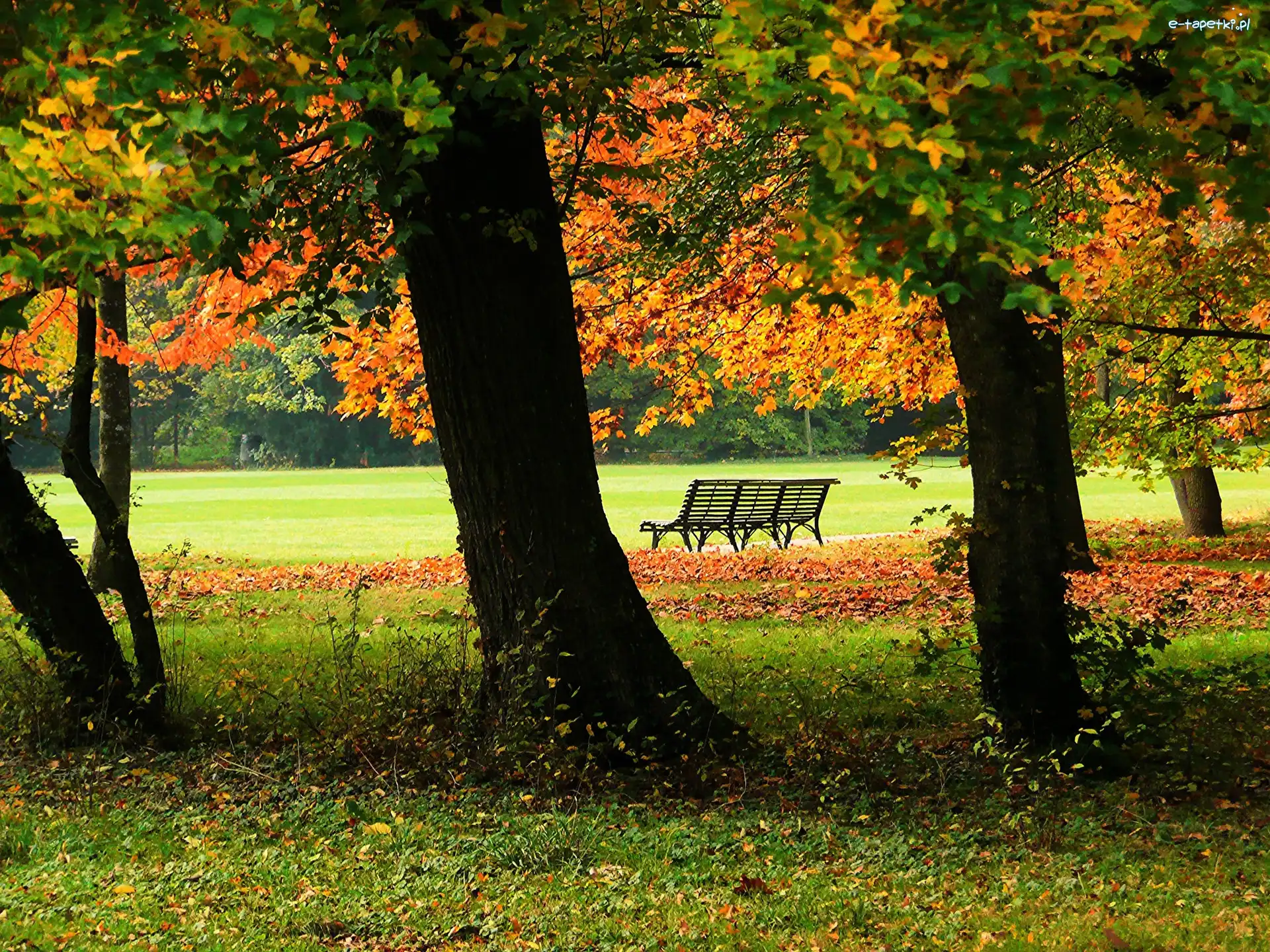 Ławka, Park, Jesień