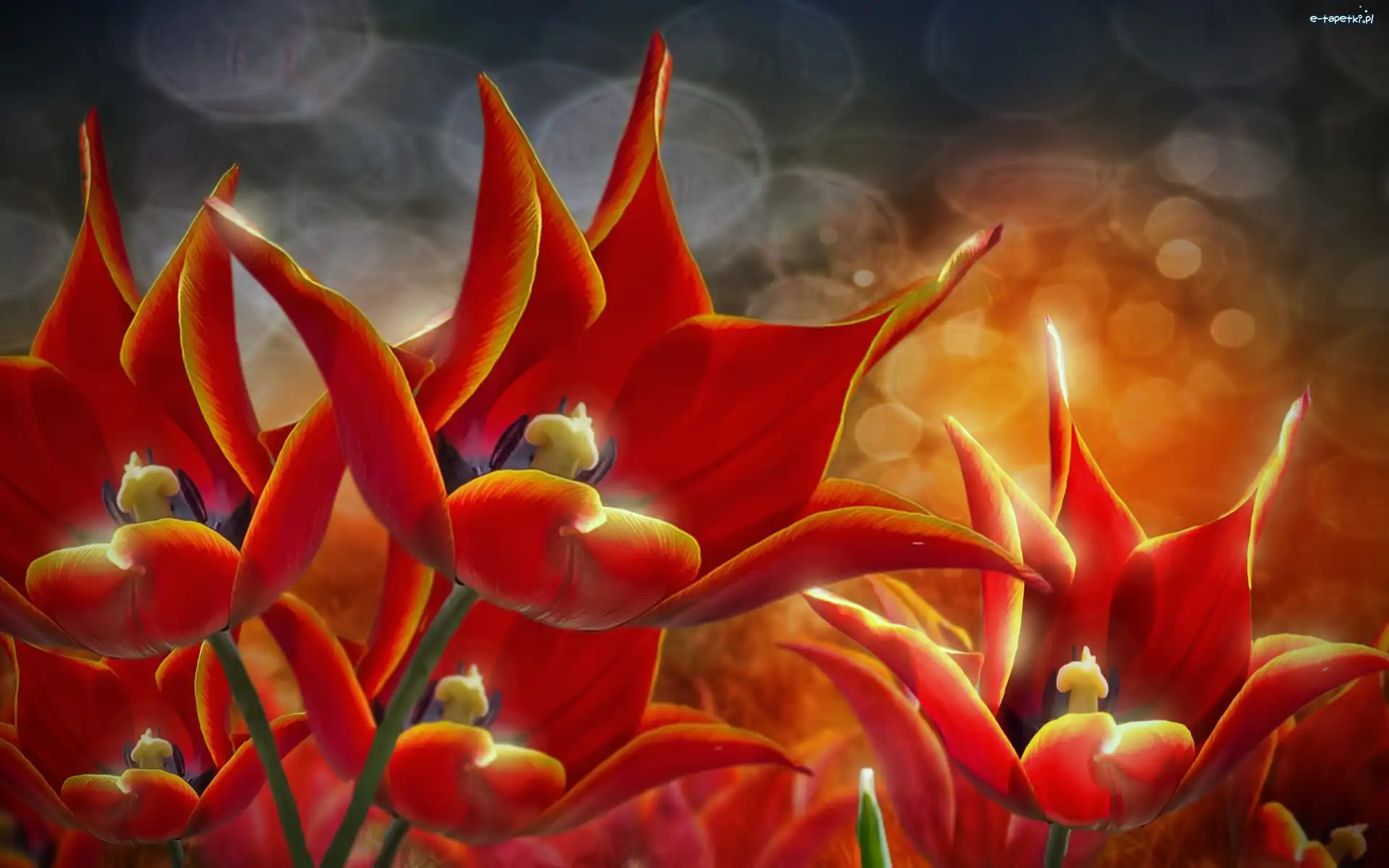 Redering, Tulipany, Czerwone