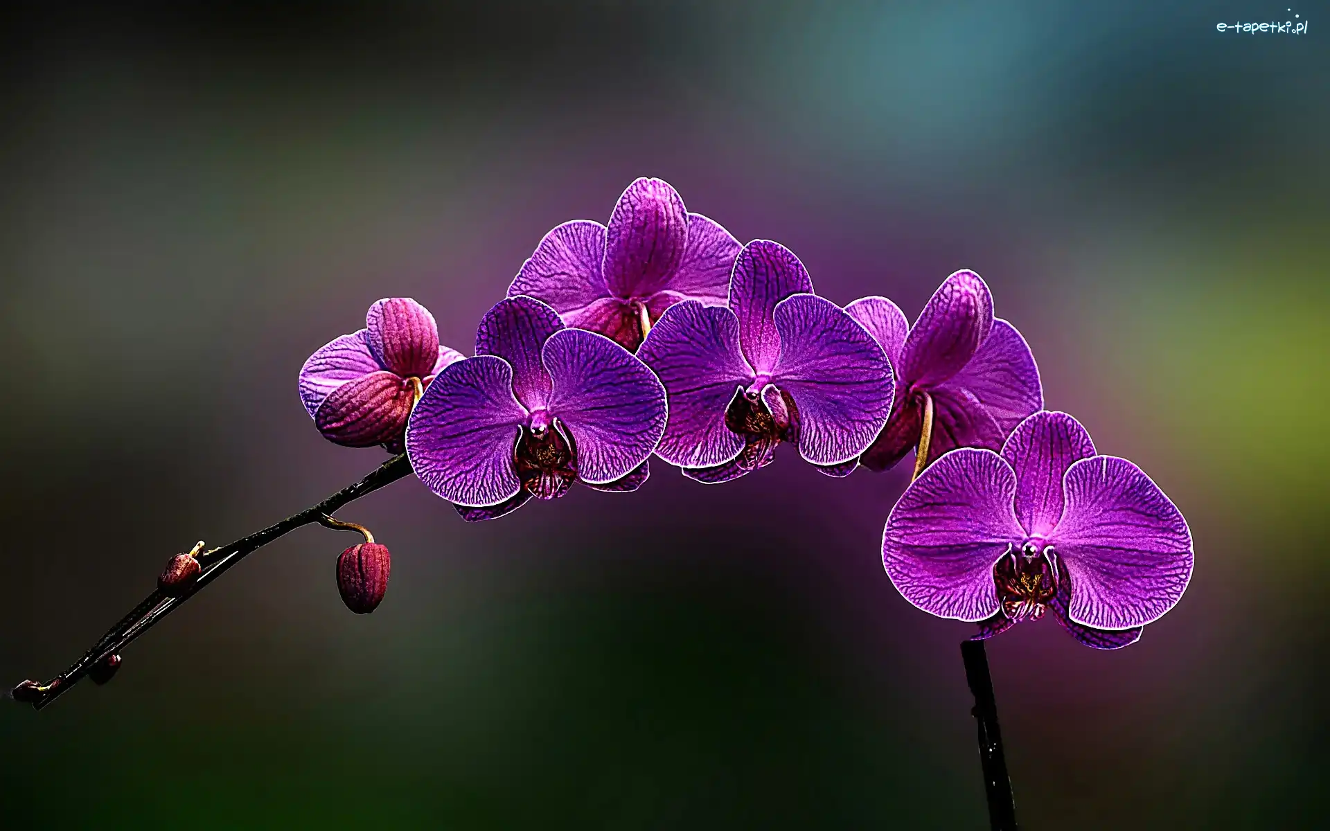 Różowa, Orchidea