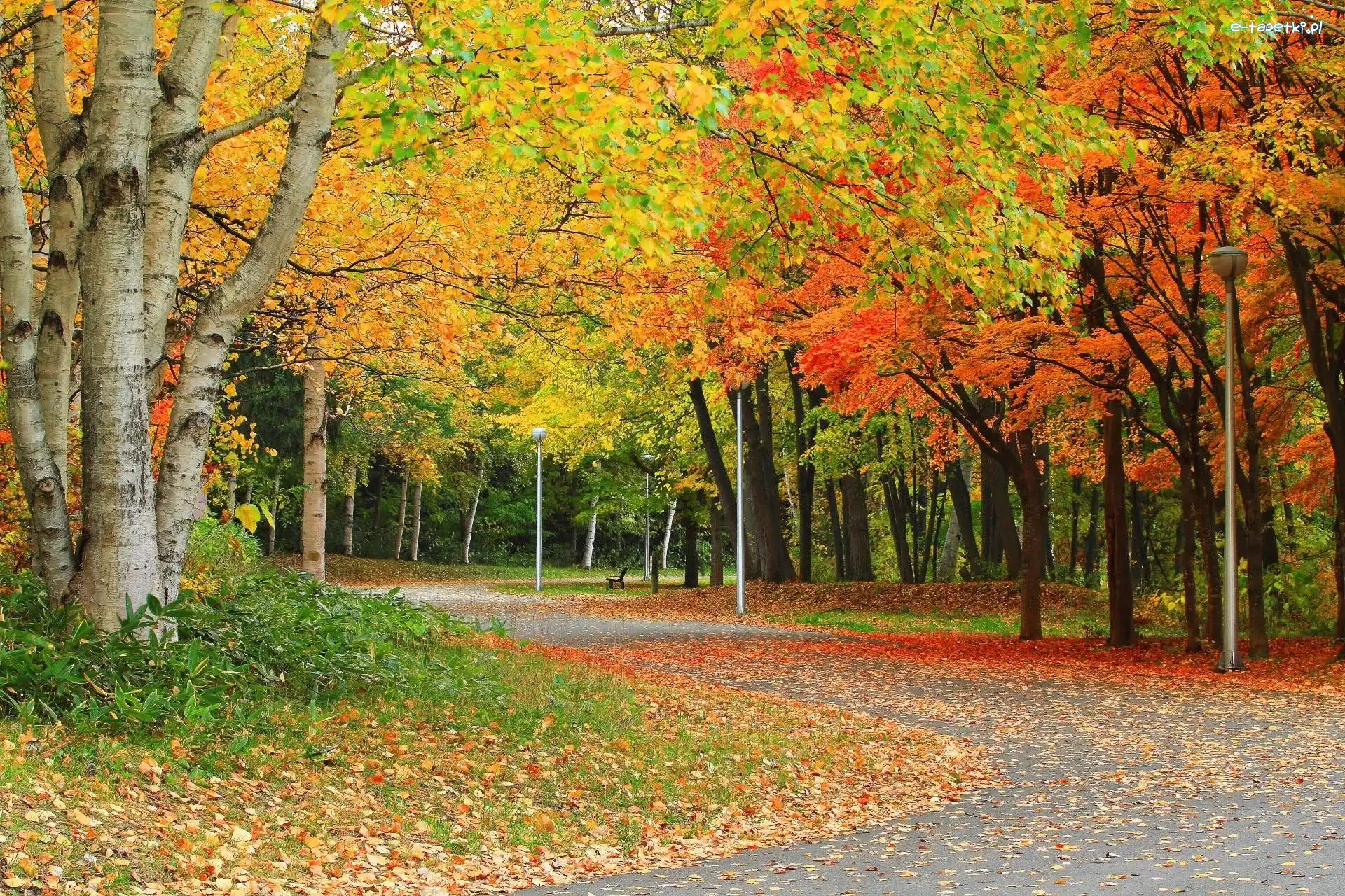 Droga, Park, Jesień