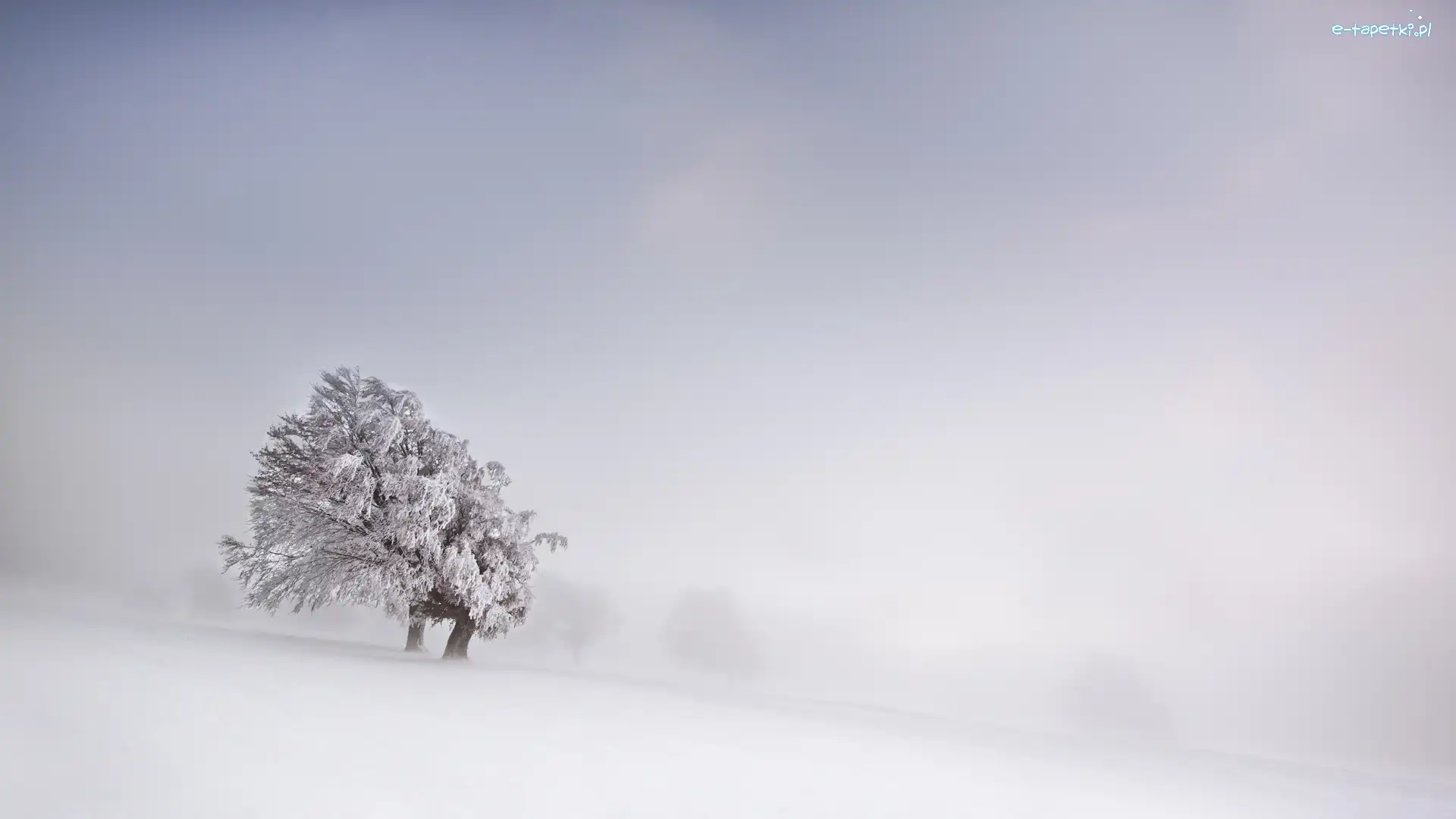 Śnieg, Zima, Drzewo