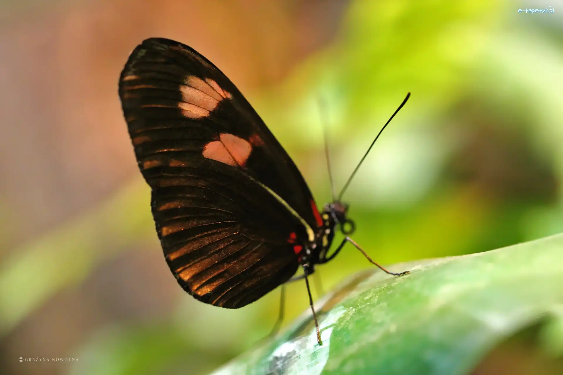 Motyl, Skrzydła