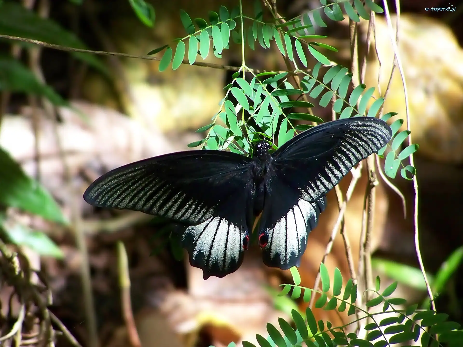 Motyl, Czarny
