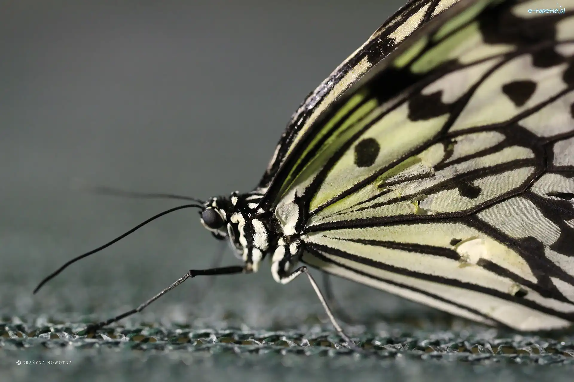 Makro, Skrzydła, Motyl