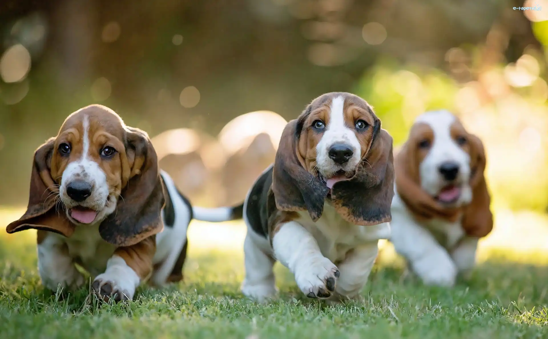 Basset Hound, Szczeniaki, Trzy