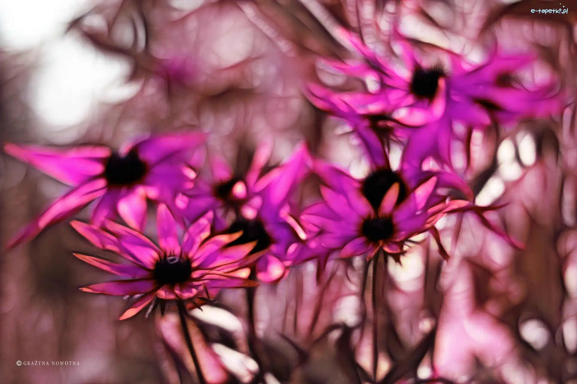 Fractalius, Kwiaty, Fioletowe