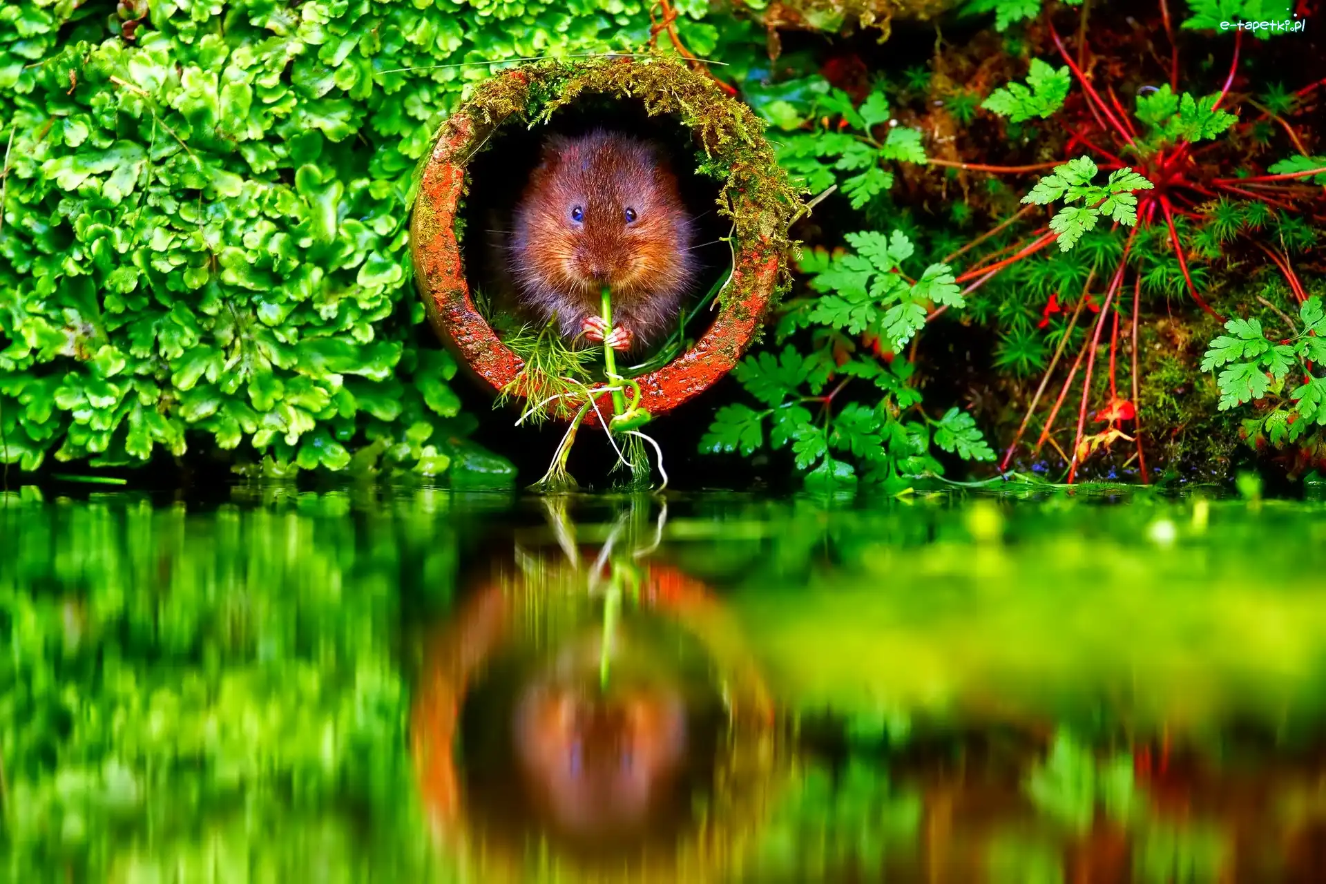 Rura, Odbicie, Woda, Bóbr, Mały