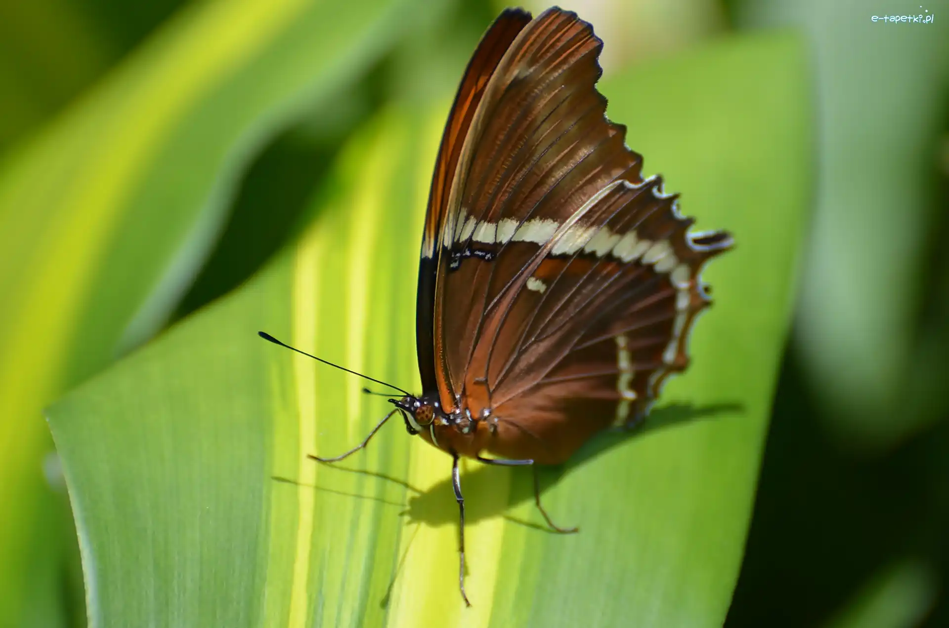 Liść, Owad, Motyl